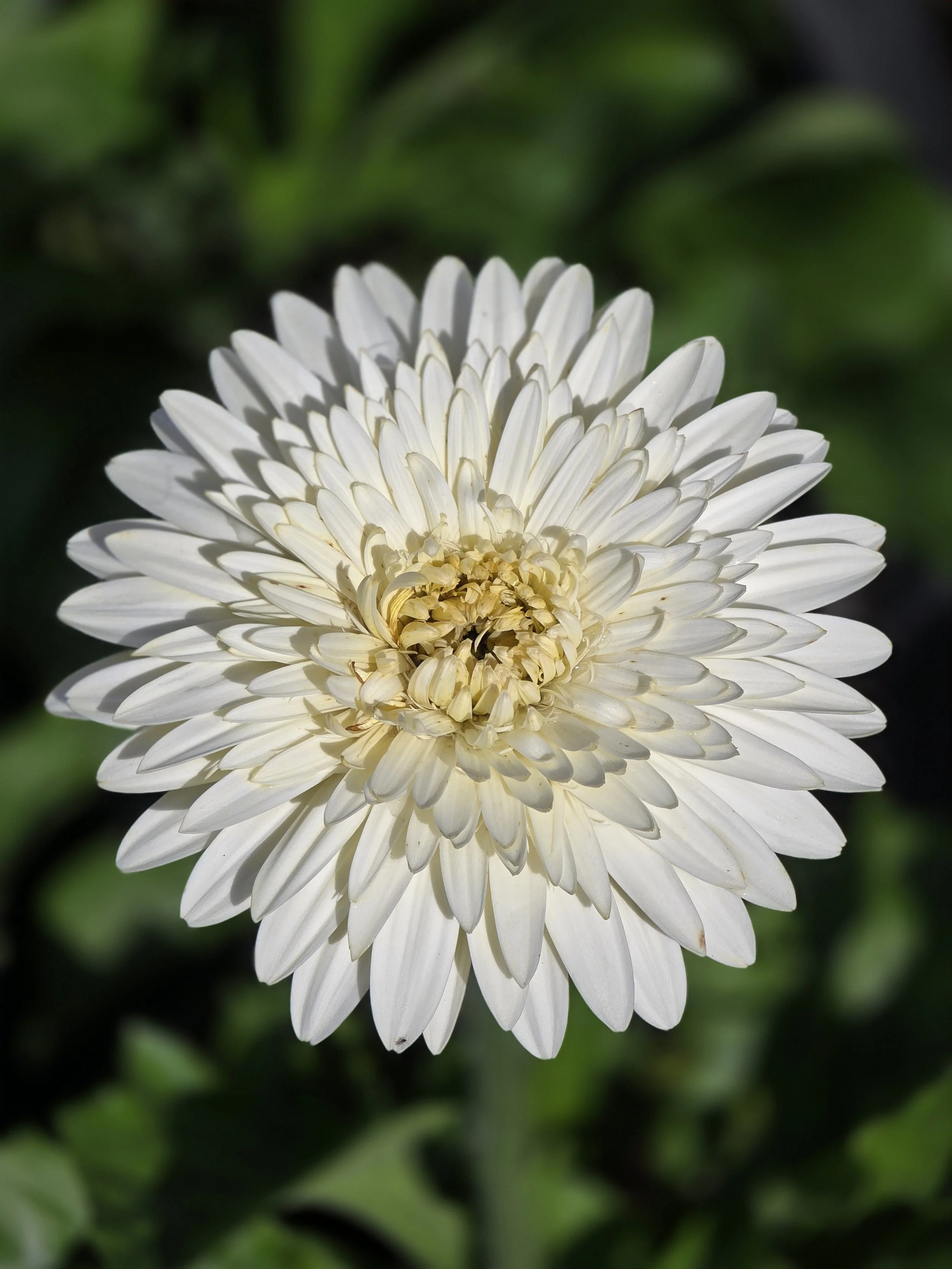 White gerb.jpg