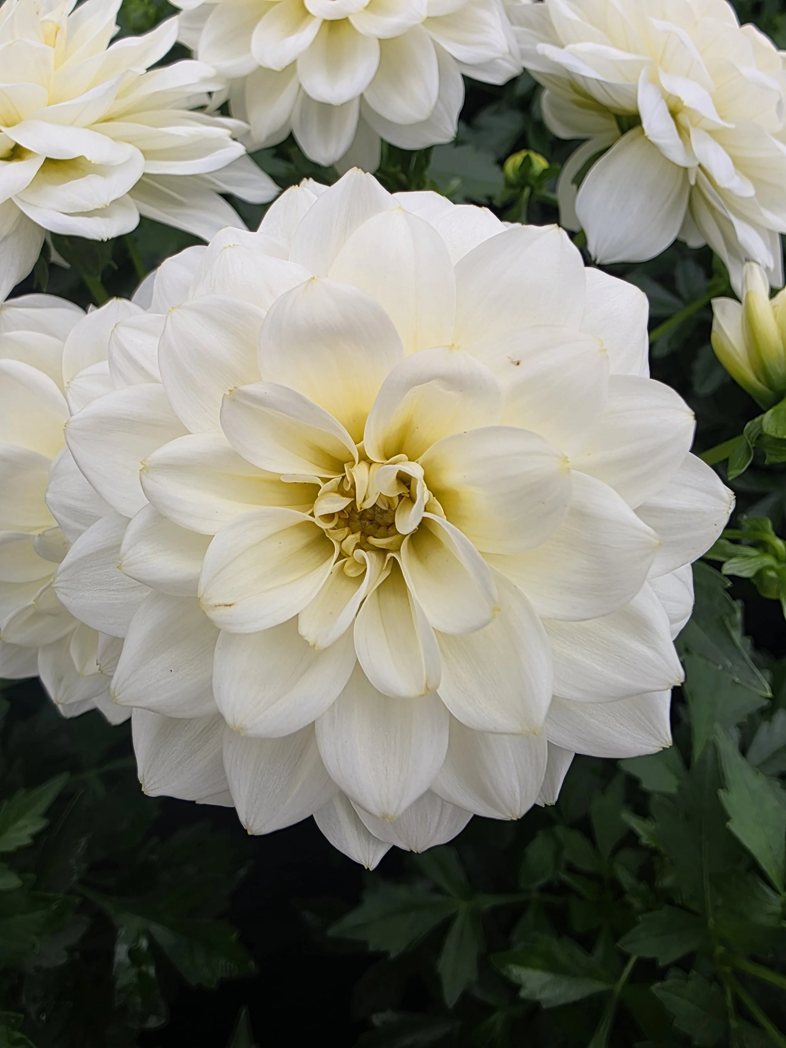 dahlia white.jpg