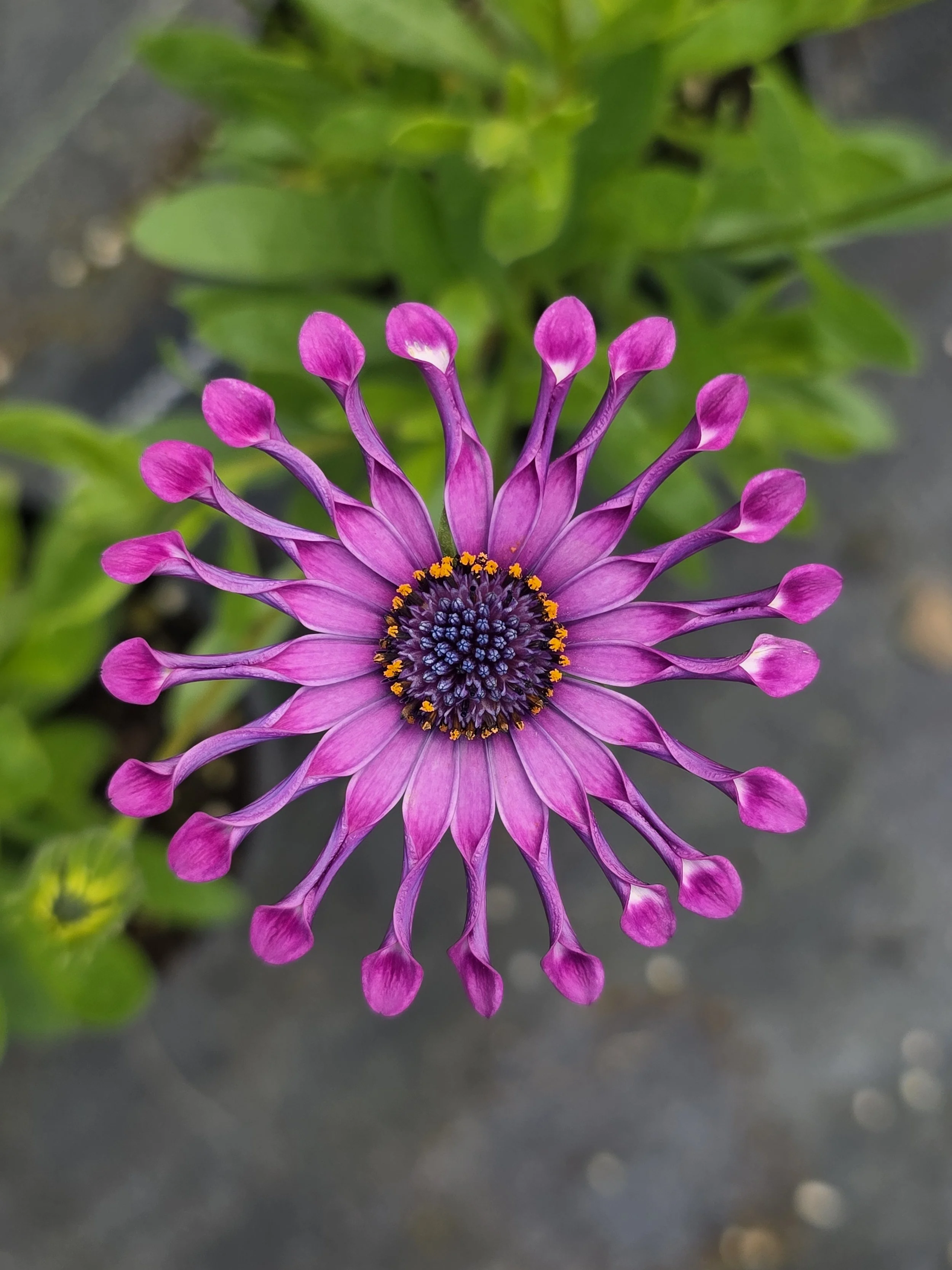 Oste spider pink.jpg
