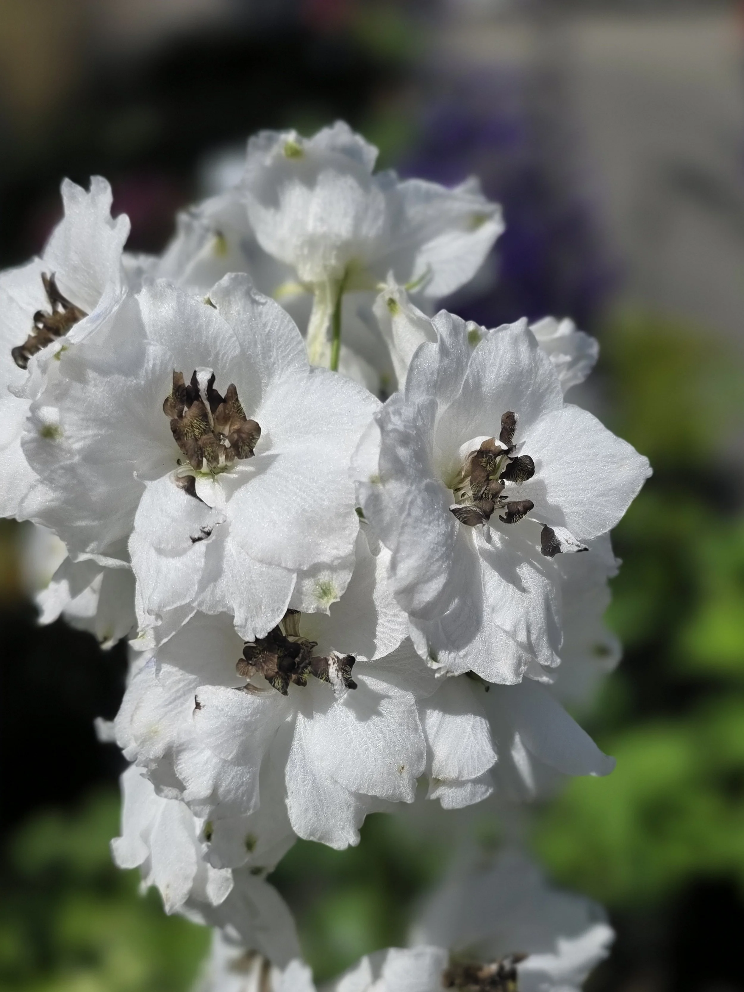 delp white black bee.jpg