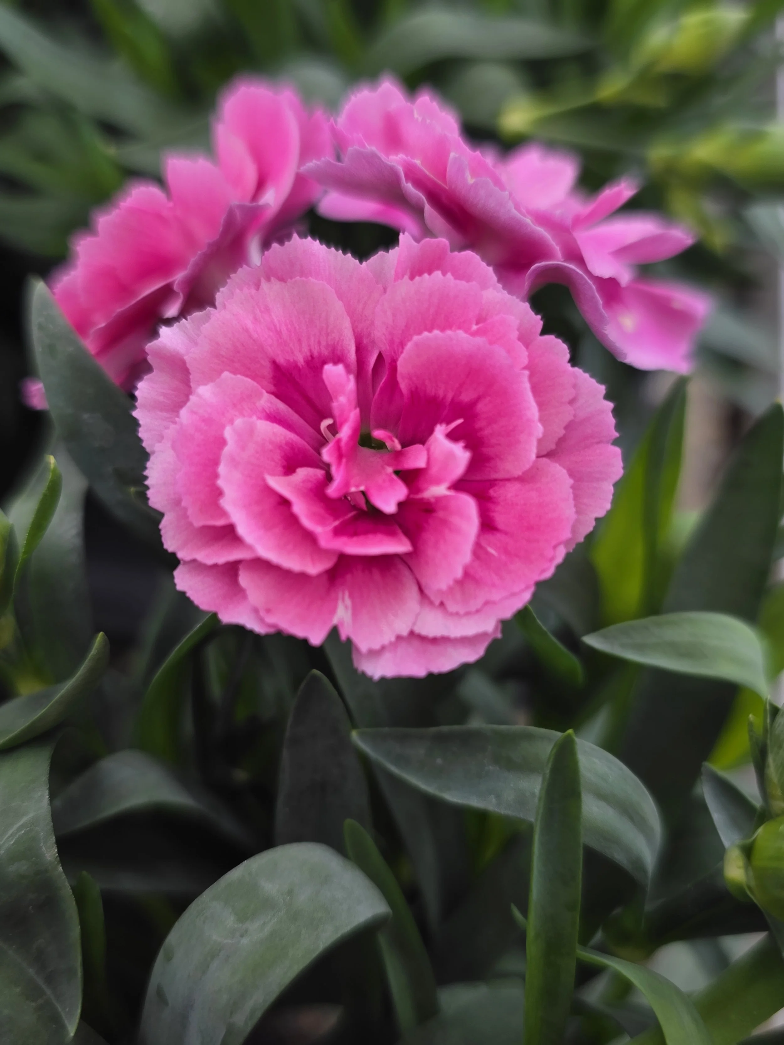 dianthus light pink.jpg