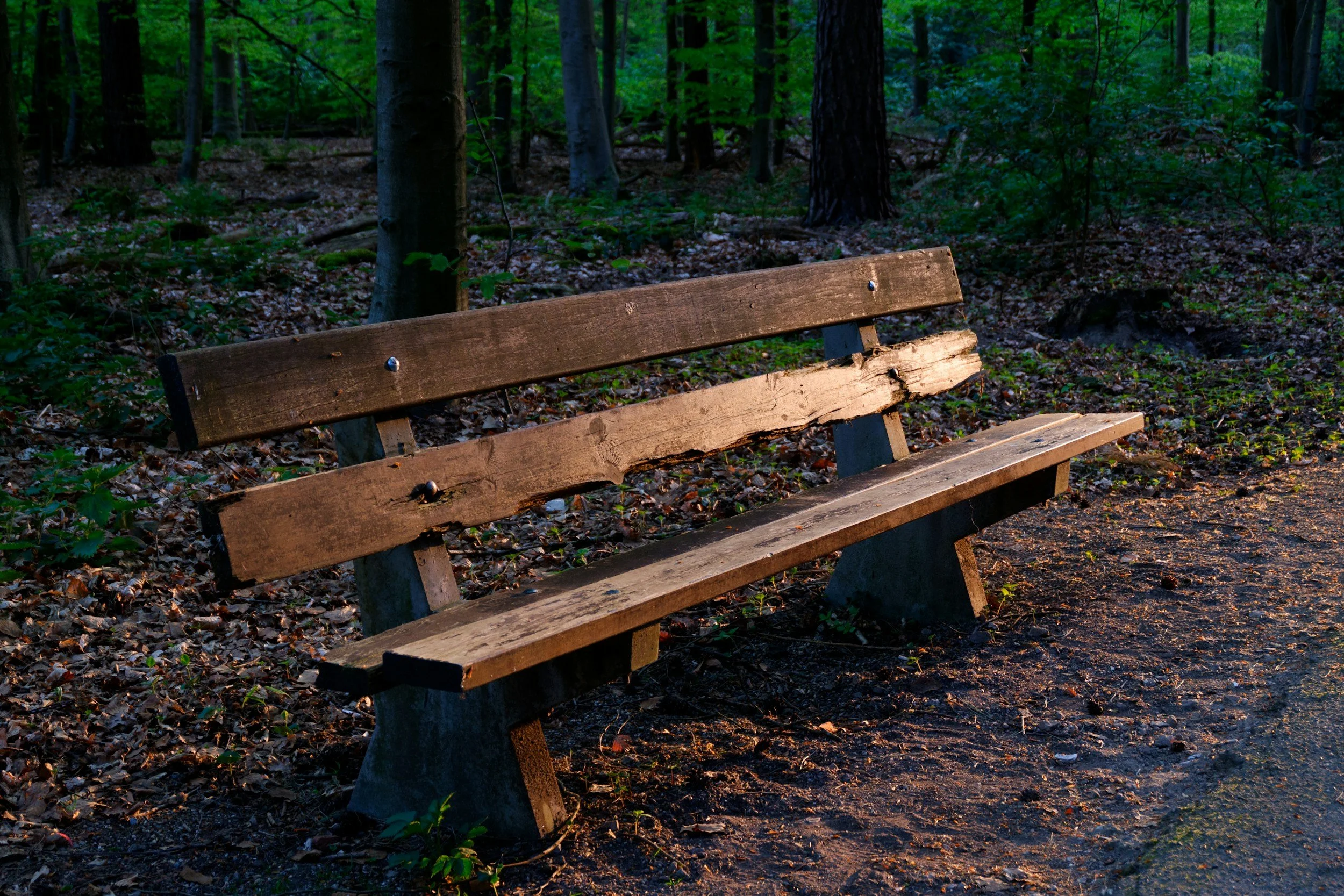 A wooden park bench in a forest, illuminated by warm evening sunlight, with trees and fallen leaves in the background.
