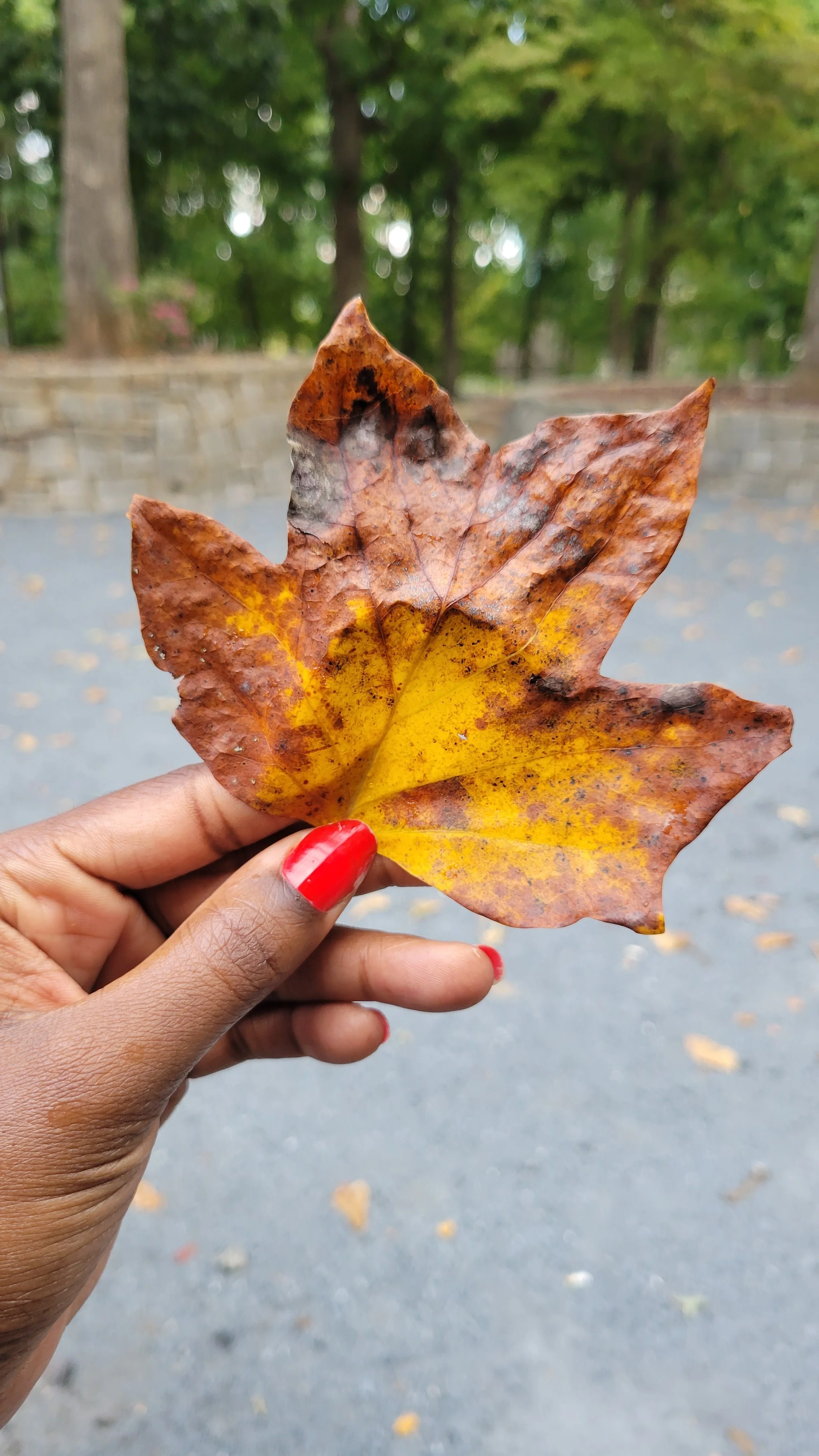 Person holding a colorful fall leaf with autumn colors, in a park with trees and a stone wall in the background.