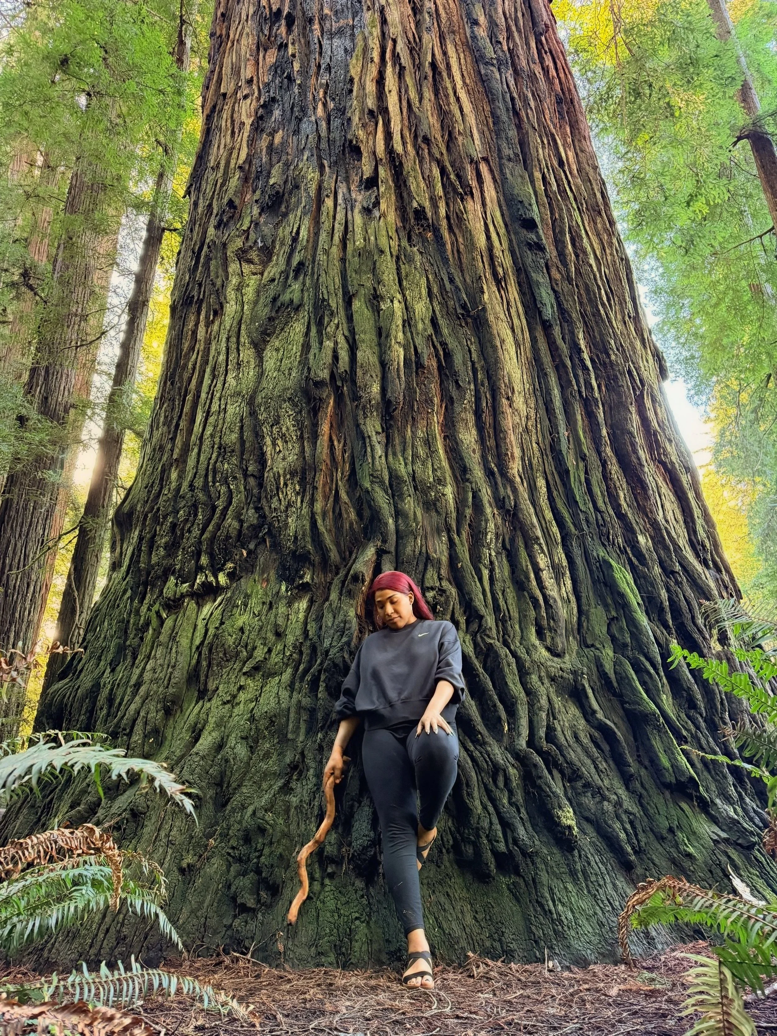 Redwood National Park