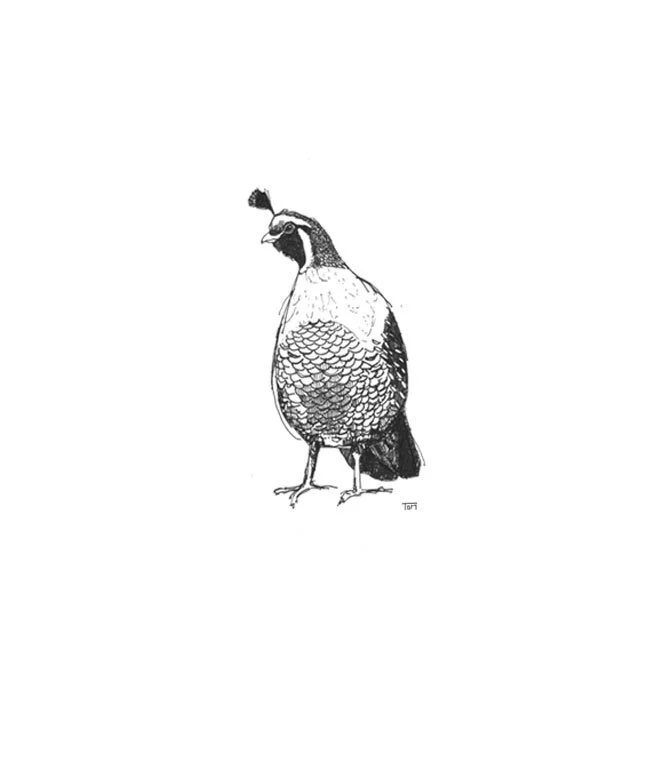 Quail sketch