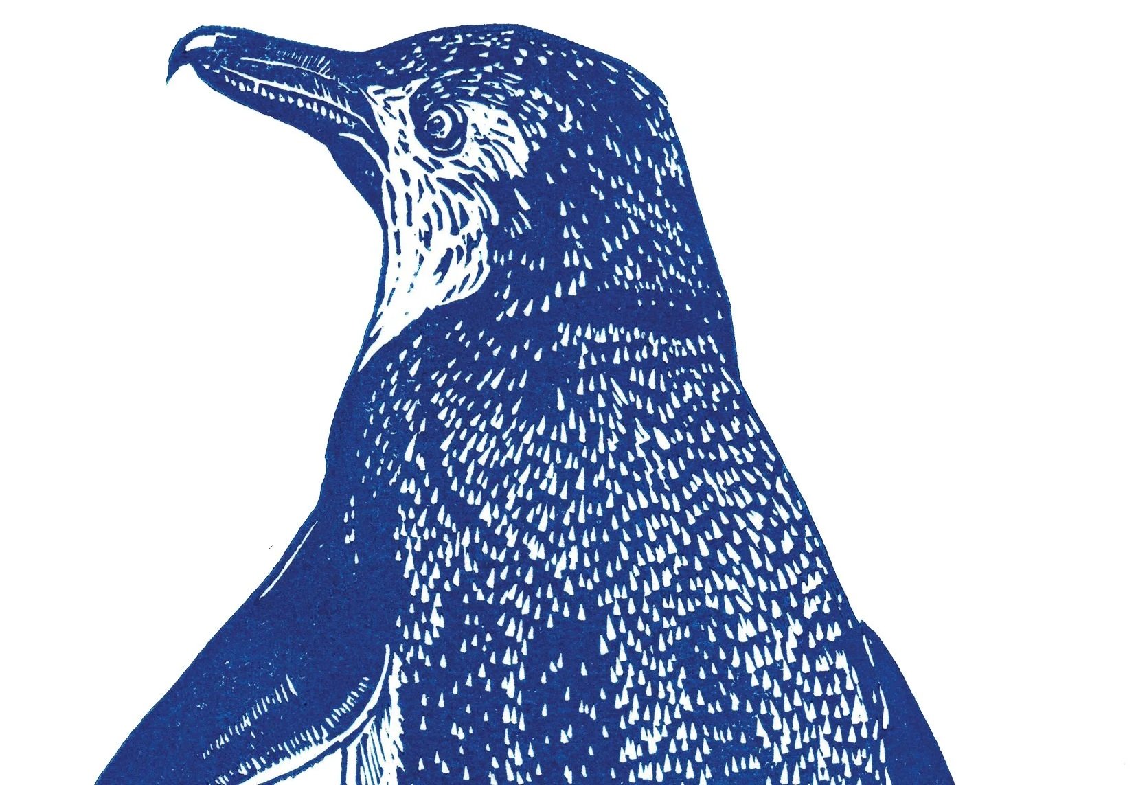 Blue and white illustration of a bird in profile, likely a woodpecker, with detailed feather and beak features.
