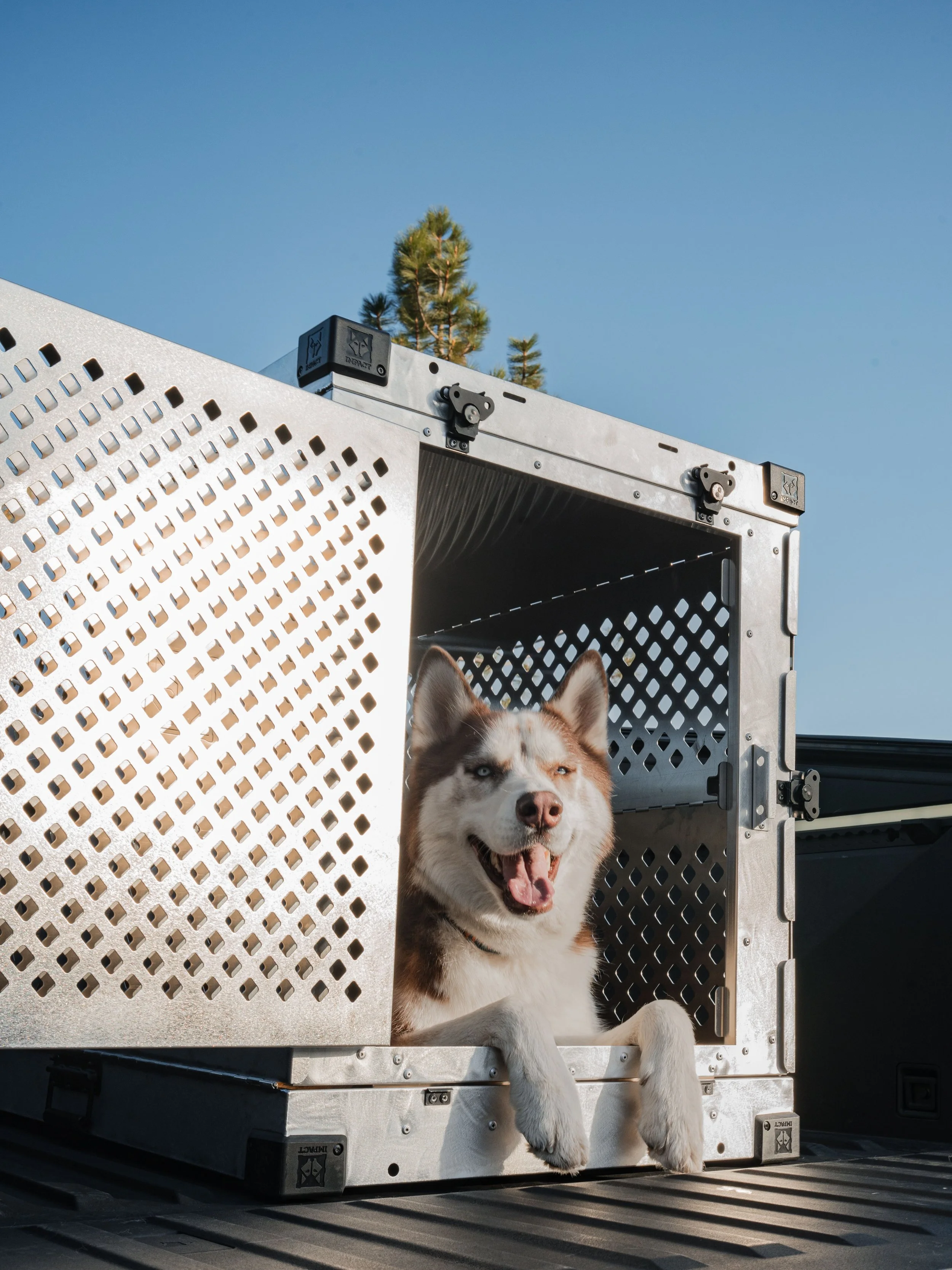 A Siberian husky dog with blue eyes sitting inside a metal transport crate on a truck bed, with a clear blue sky and a pine tree in the background.