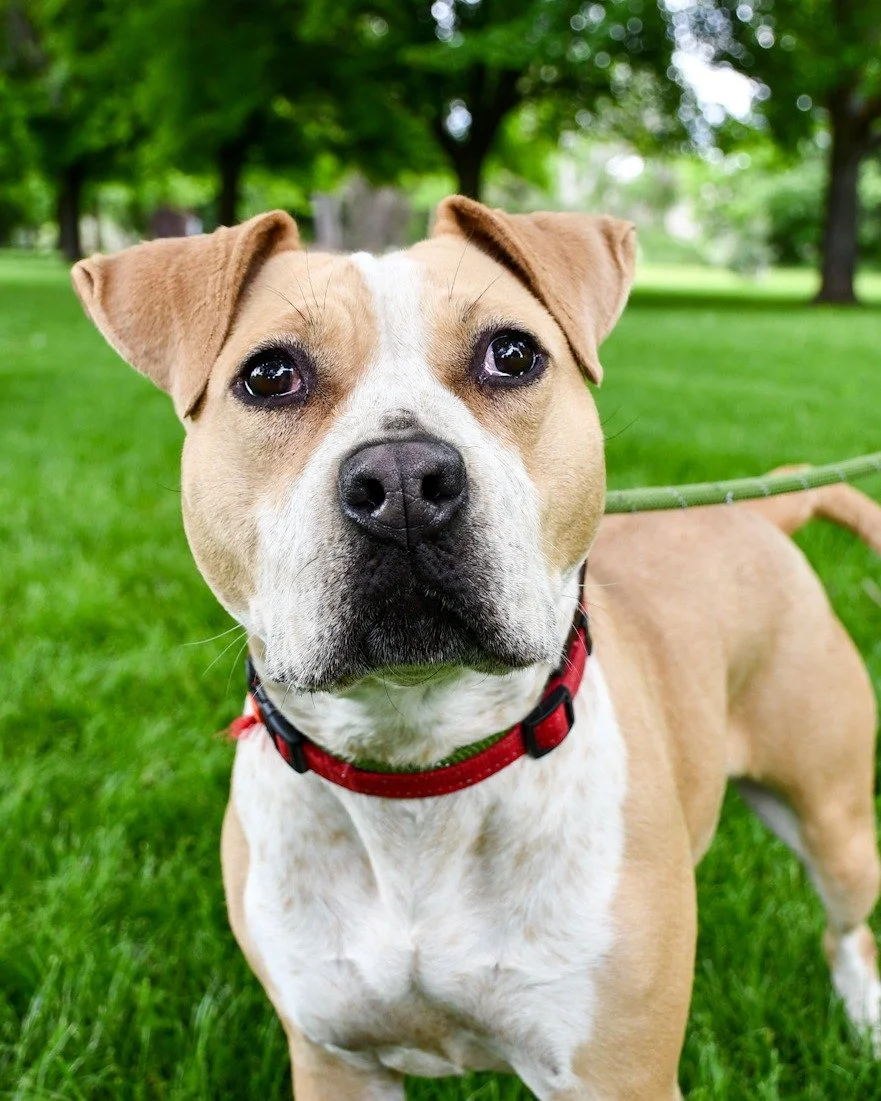 Close-up of a tan and white dog with a black nose and brown eyes, standing on green grass with trees in the background.