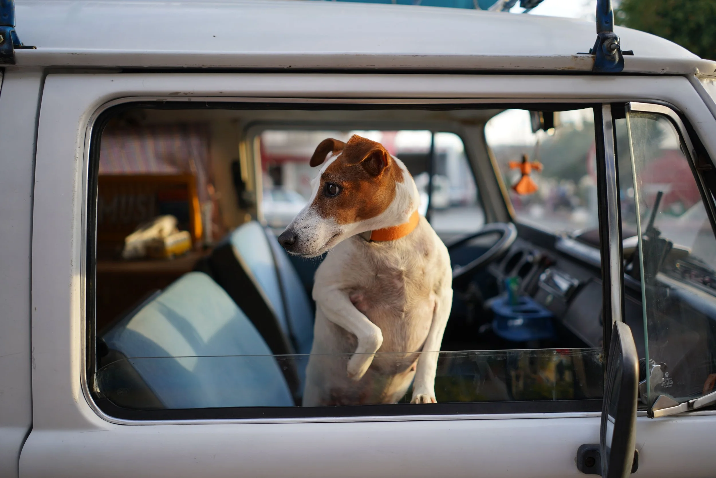 A dog standing inside a vintage white vehicle, looking out of the window. The interior and dashboard of the vehicle are visible.