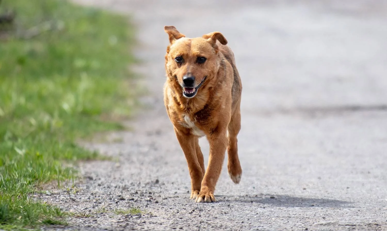 A brown dog running on a dirt path with grass on the side, smiling with its tongue slightly out.
