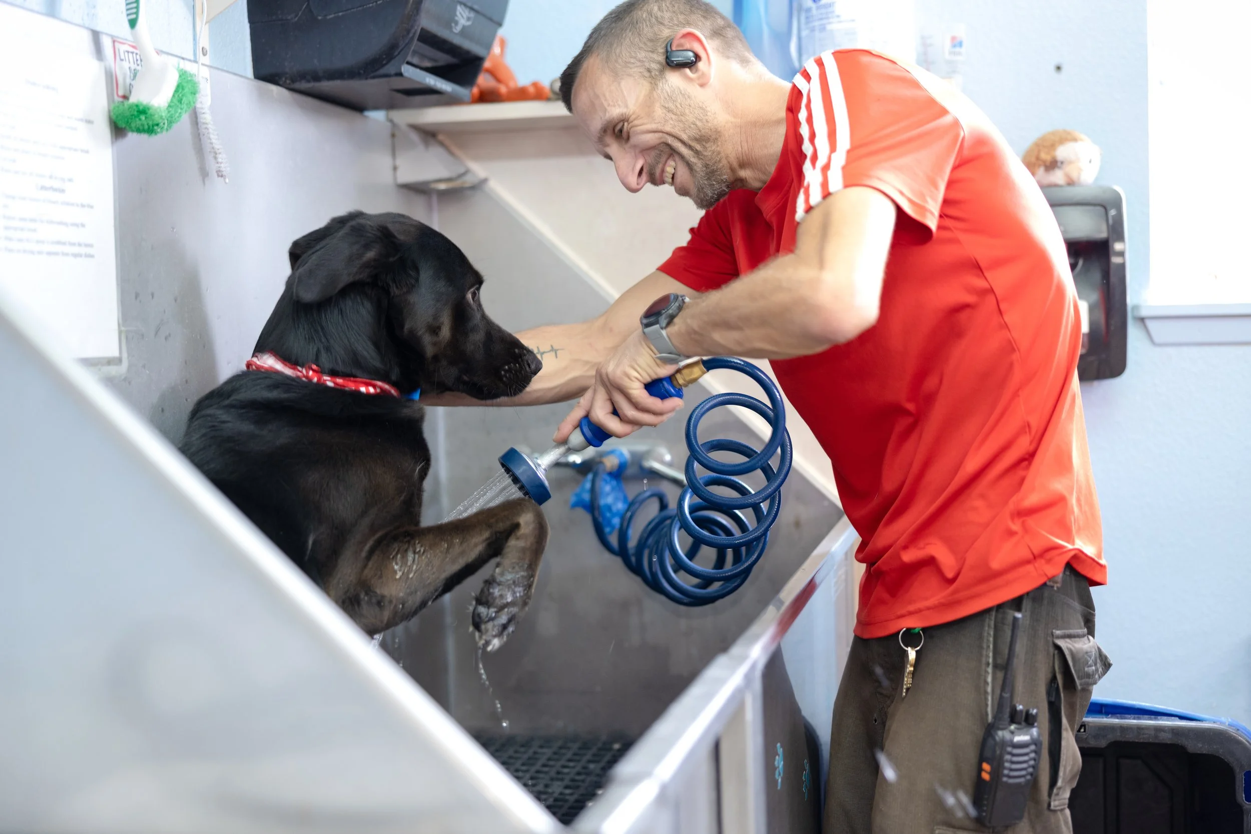 A man wearing a red shirt and black earbuds bathes a black dog at a grooming station. The dog is lying on a table, and the man is using a hose to rinse the dog. The background shows grooming supplies and a gray wall.