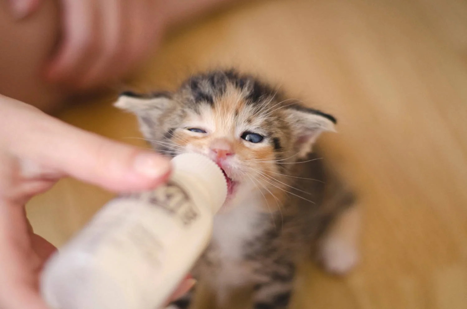 A tiny calico kitten with blue eyes drinking milk from a bottle while being held by a person.