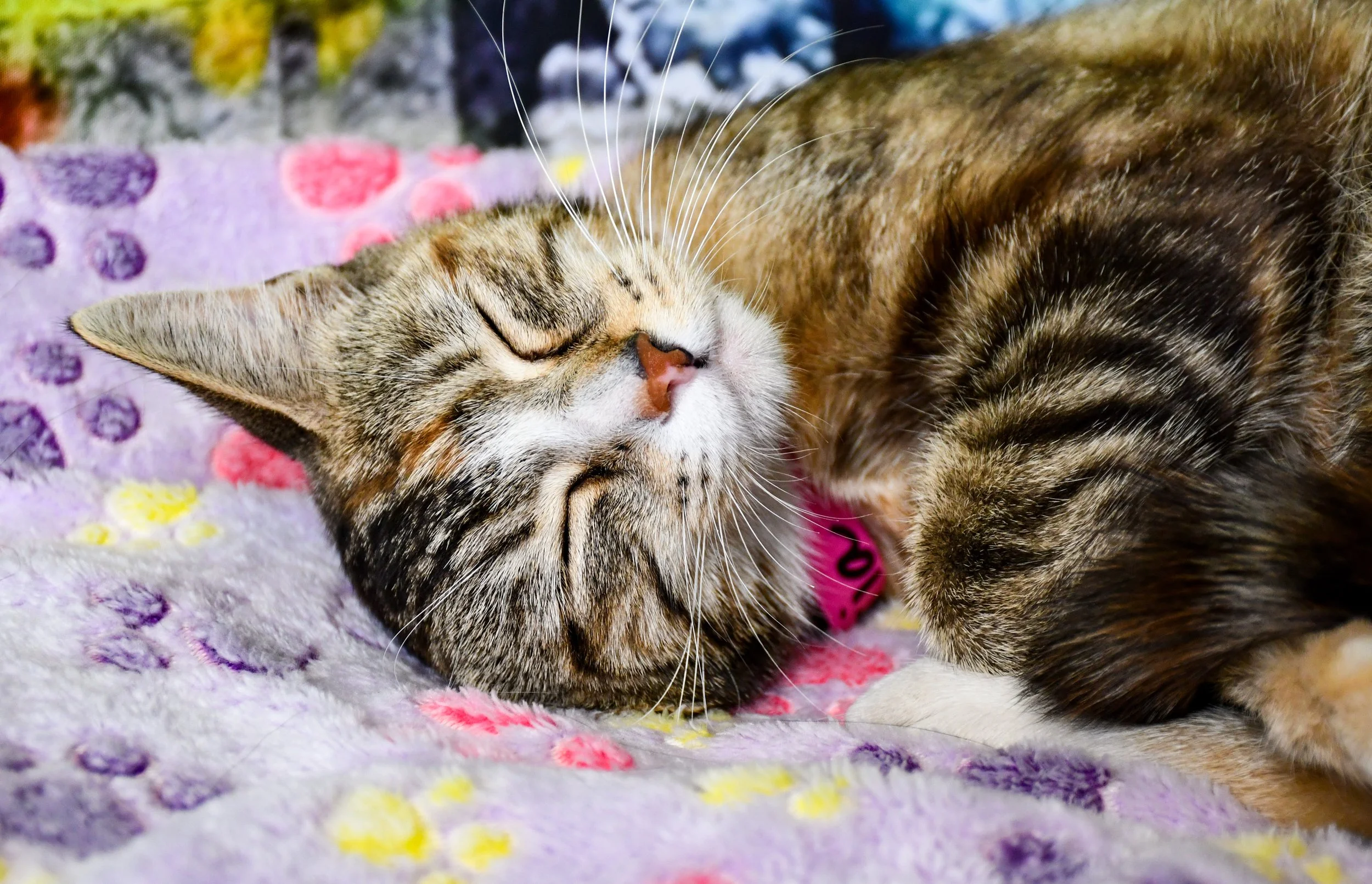 A sleeping tabby cat with closed eyes lying on a colorful fleece blanket with purple, pink, yellow, and white polka dots.