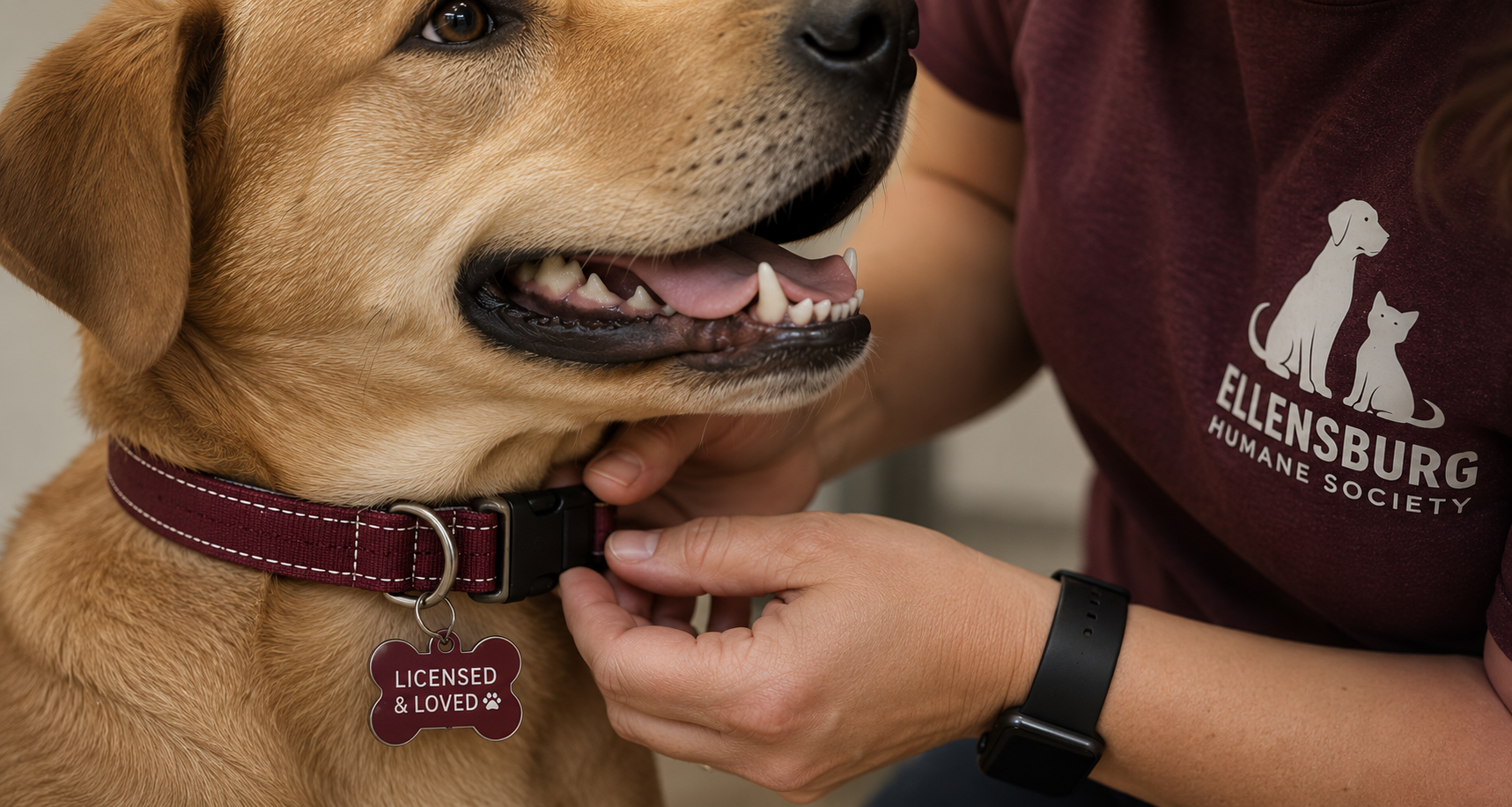A close-up of a person fitting a red collar on a golden retriever dog, who is wearing a tag that says "Licensed & Loved." The person is wearing a maroon shirt with the logo and words "Ellensburg Humane Society."