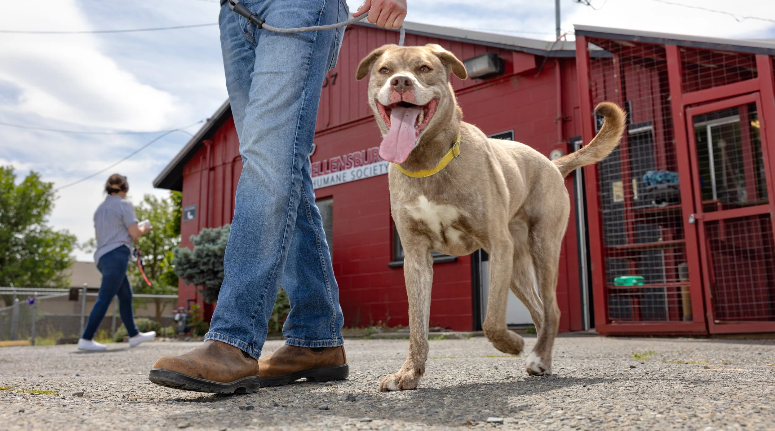 A happy dog with a yellow collar standing on a leash held by a person wearing jeans and brown shoes outside a red building with the sign "Ellensburg Humane Society." In the background, a woman is walking.
