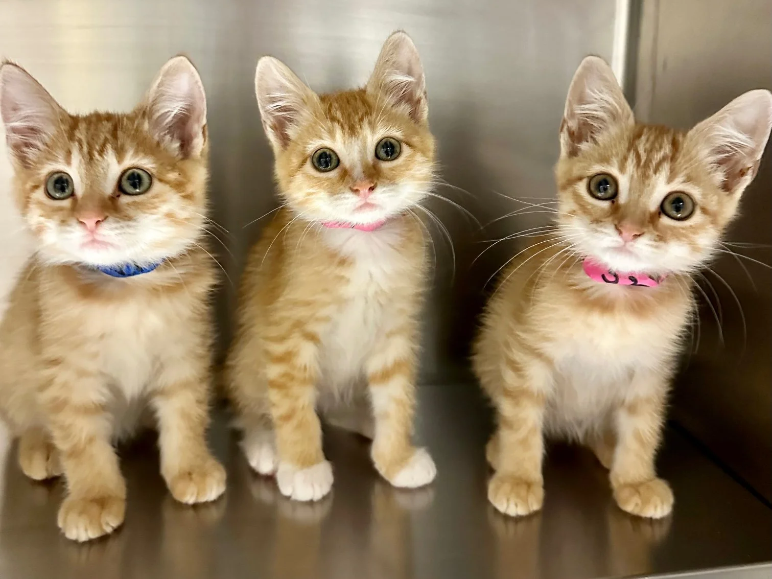 Three orange tabby kittens with different colored collars sitting in a row on a metal surface.