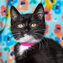 Black and white cat with yellow eyes wearing a pink collar in front of a colorful, abstract background.