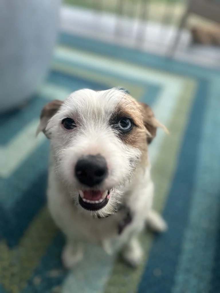 Close-up of a cute puppy with one blue eye and one brown eye, sitting on a colorful striped rug indoors.