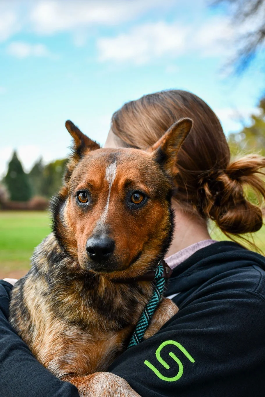 A person with brown hair tied back in a bun is holding a brown and black dog outdoors, with trees and a blue sky in the background.