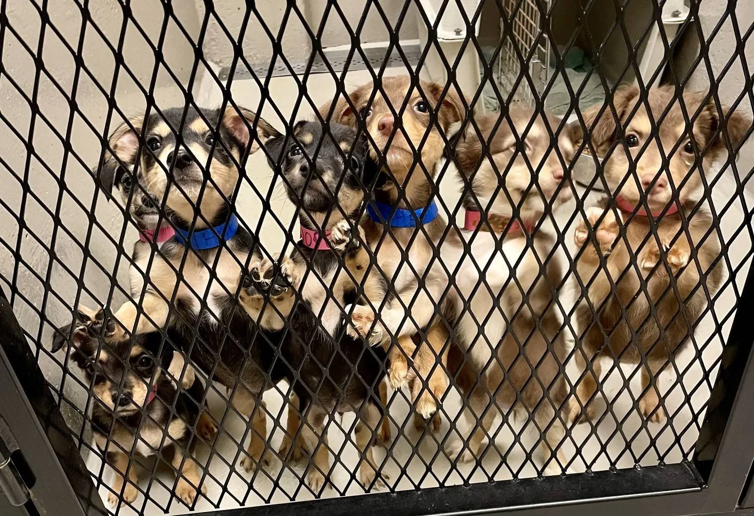 Group of puppies inside a kennel, looking through the black metal gate at the camera.