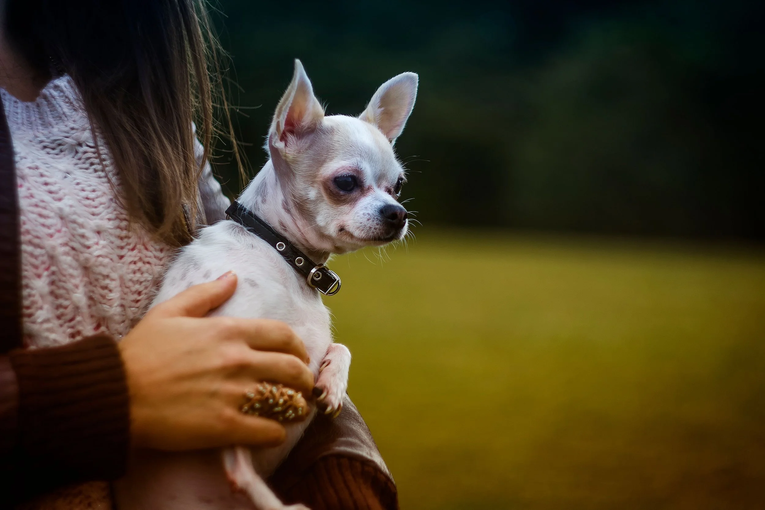 Person holding a small white dog with large ears outdoors on a green background