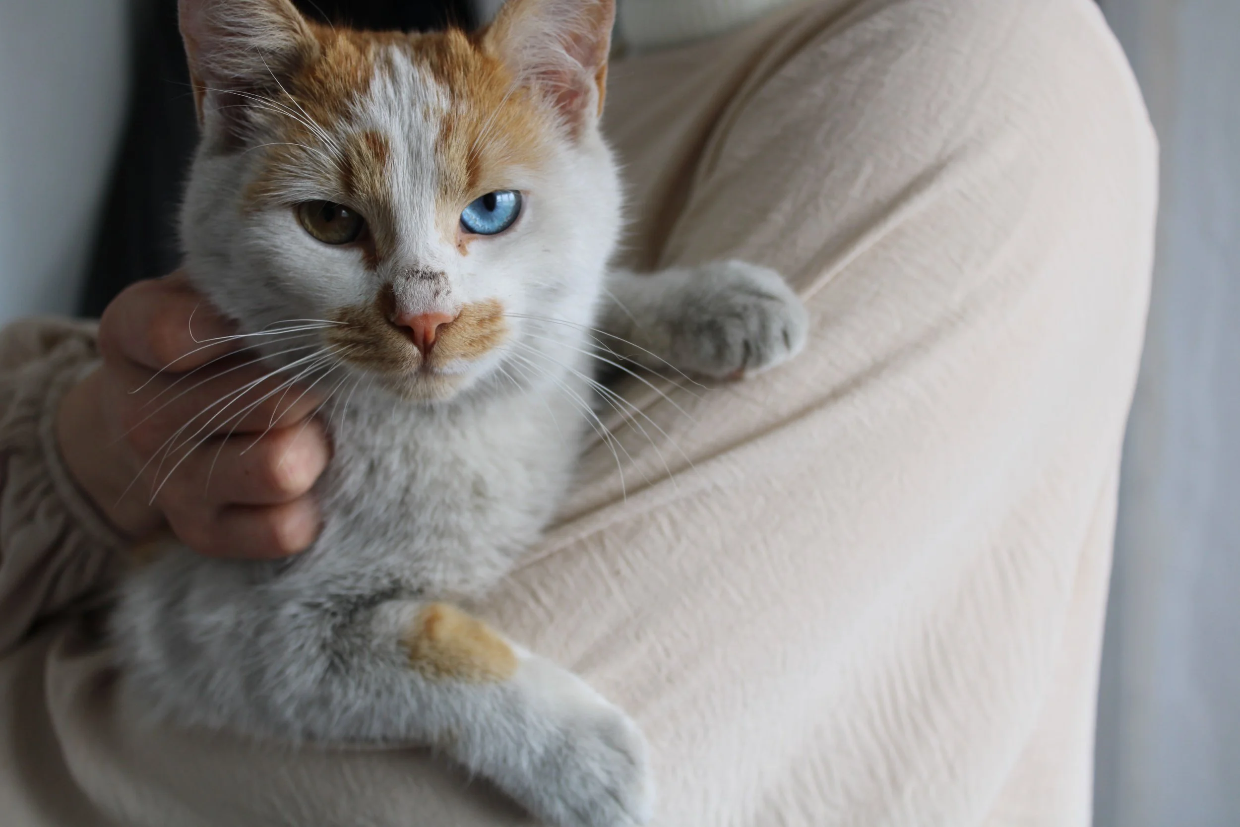 Close-up of a white and orange tabby cat with heterochromatic eyes, held by a person in a beige long-sleeve shirt.