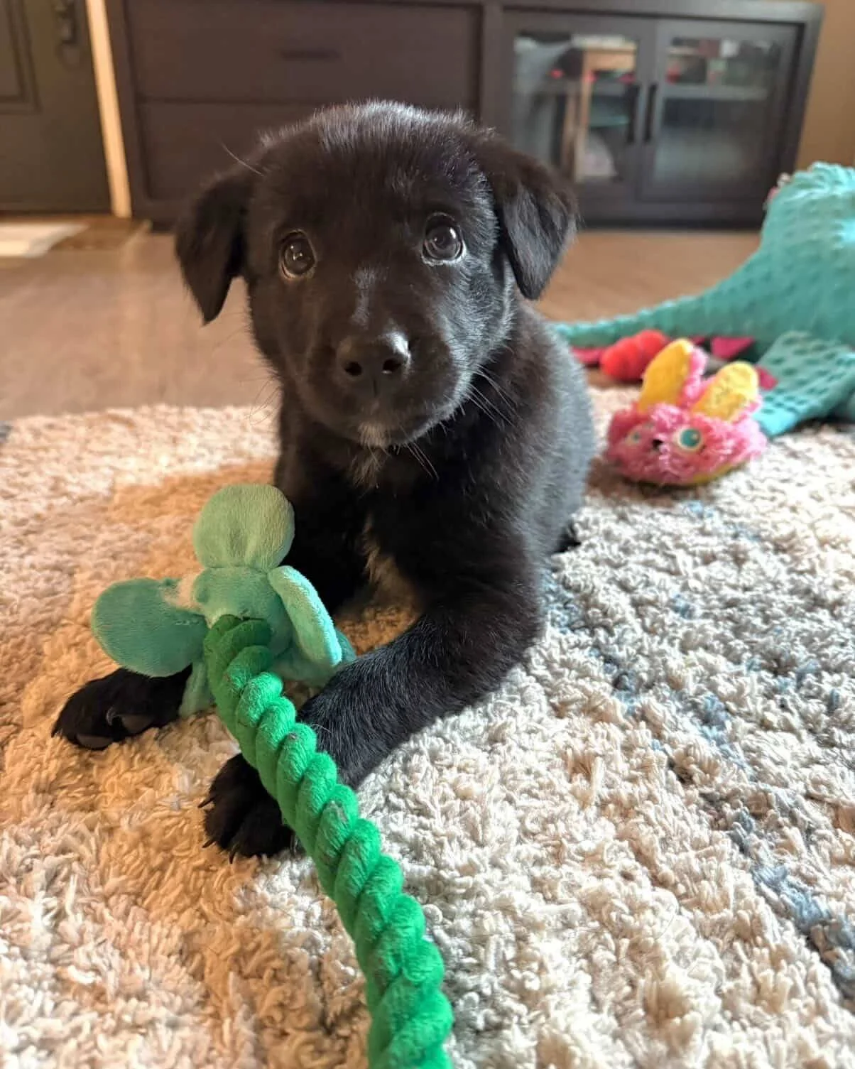 A black puppy lying on a beige carpet with toys around, including a green plush toy in front of its paws and a pink plush toy with yellow ears in the background.