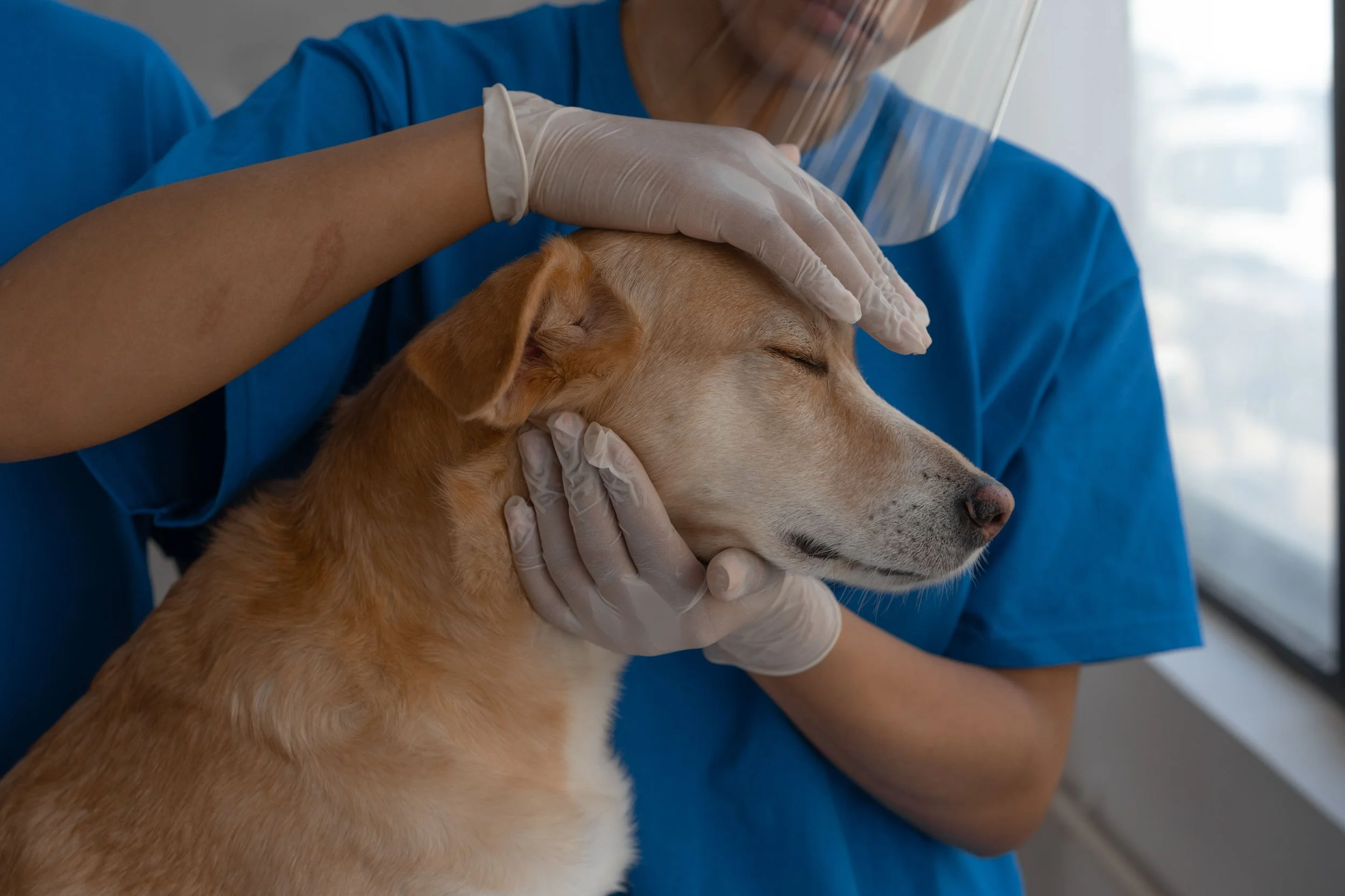 A veterinary professional, wearing gloves and a face shield, examining a golden retriever dog.
