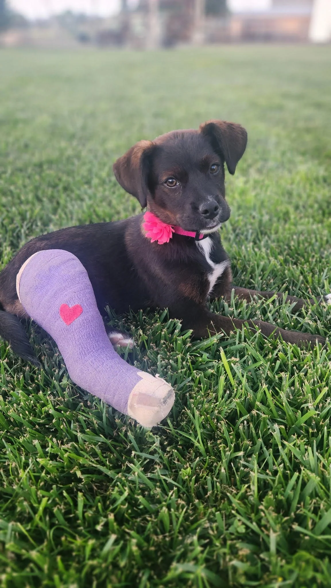 A black and brown puppy with a pink collar and a pink flower, lying on green grass next to a purple cast on its front leg with a red heart, outdoors with a blurred background.