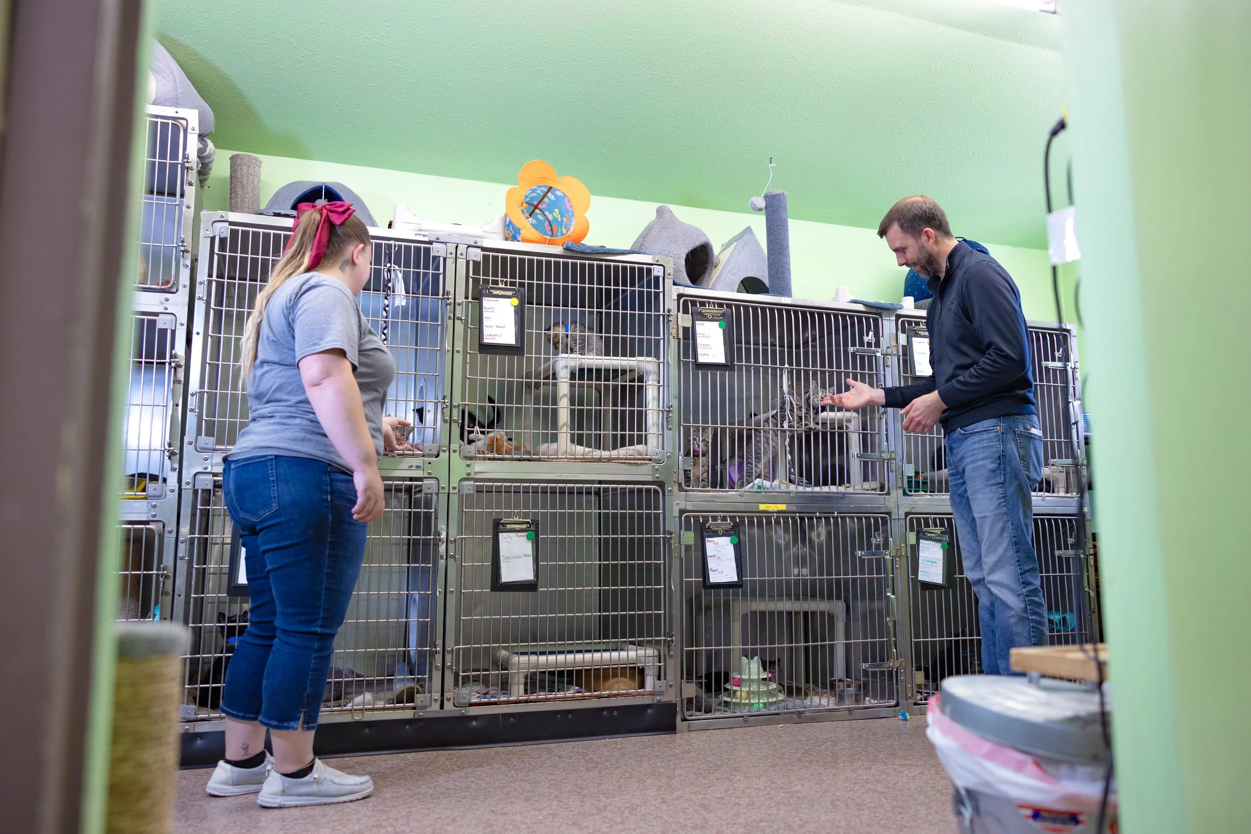 Two people observing cats inside a multi-level animal enclosure at a shelter, with green walls in the background.