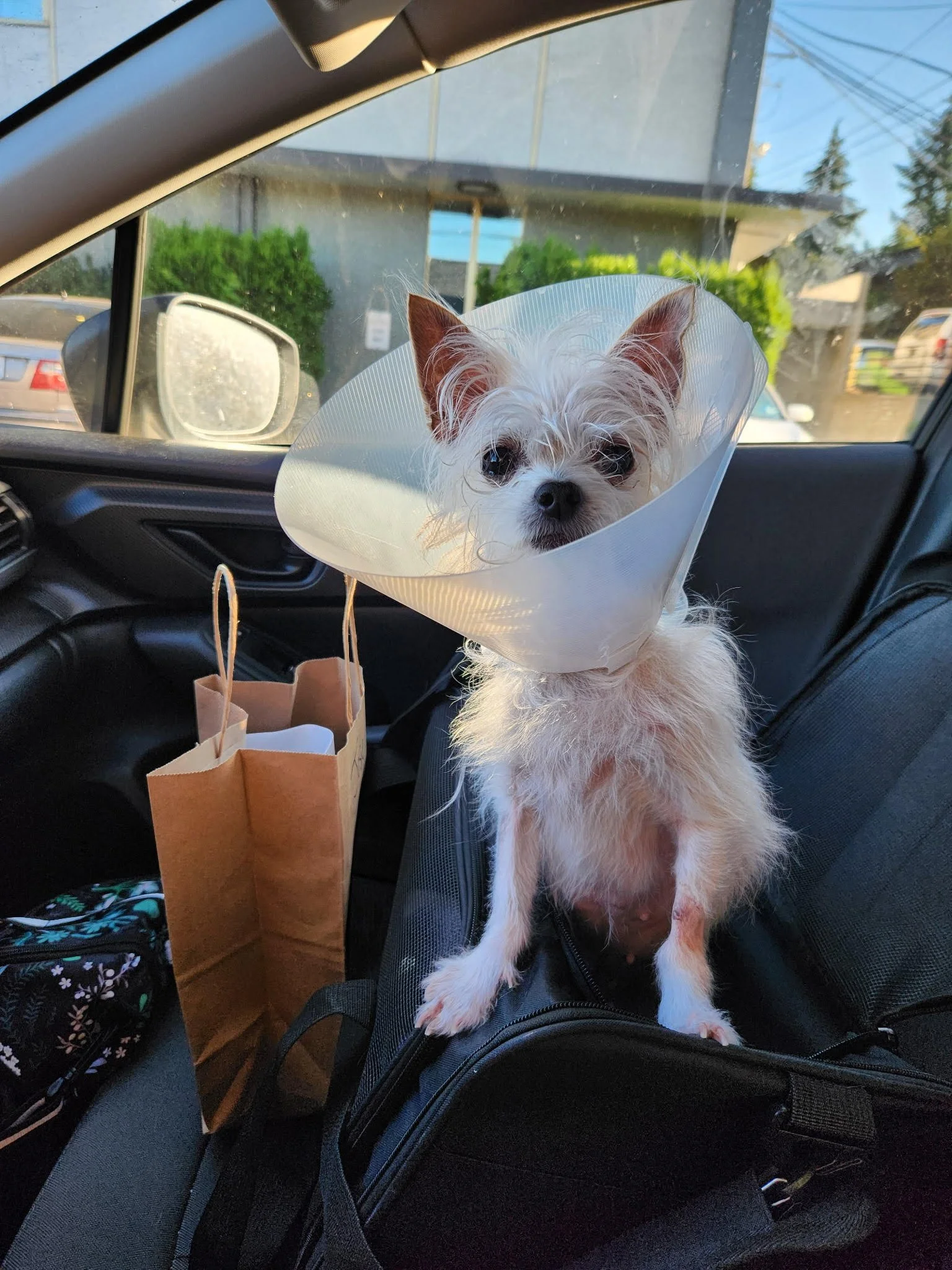 A small white dog with brown ears wearing a cone collar, sitting on a person's lap inside a car.