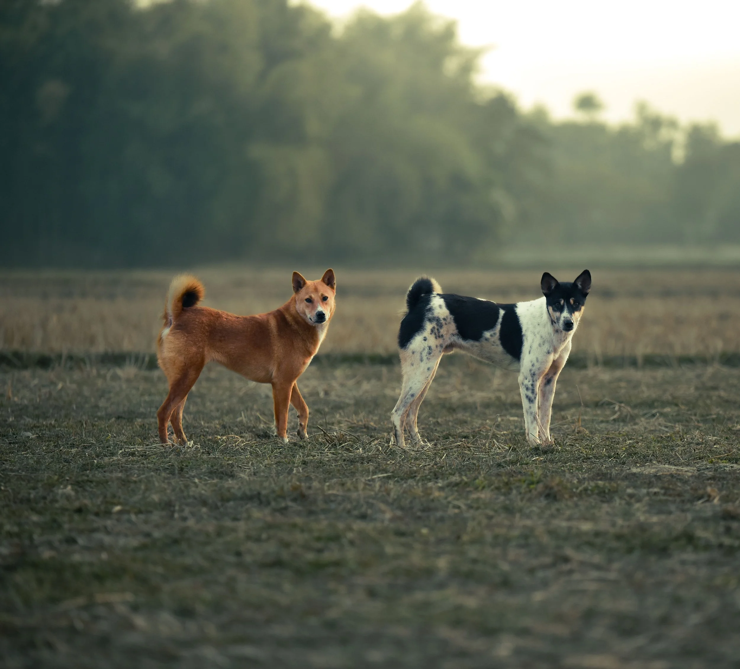 Three dogs standing on a grassy field with a blurry background of trees and bright sky.