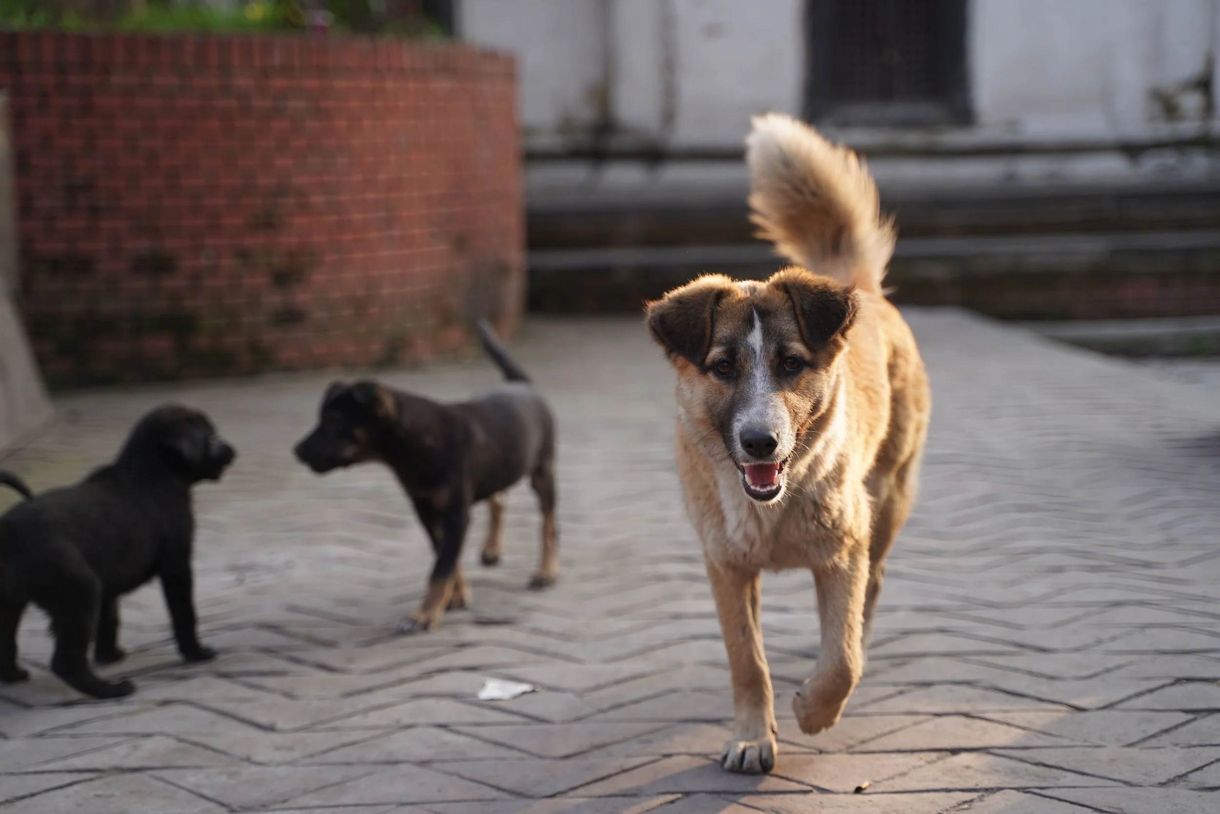 A tan and black dog walking on a brick pavement, with four small black puppies nearby, in an outdoor urban setting.