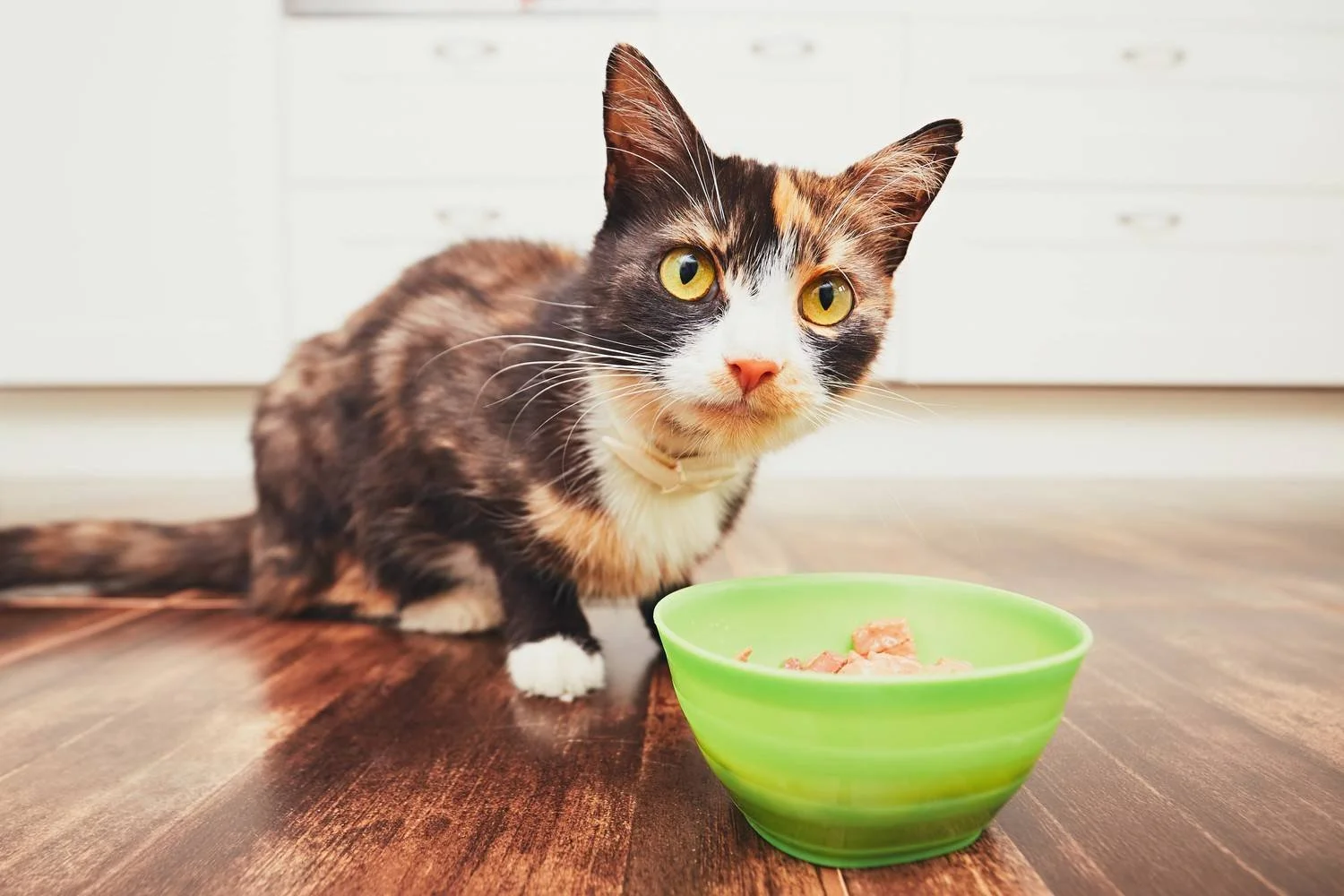 Tortoiseshell cat with yellow eyes and a collar near a green bowl of food on a wooden floor in a bright room.