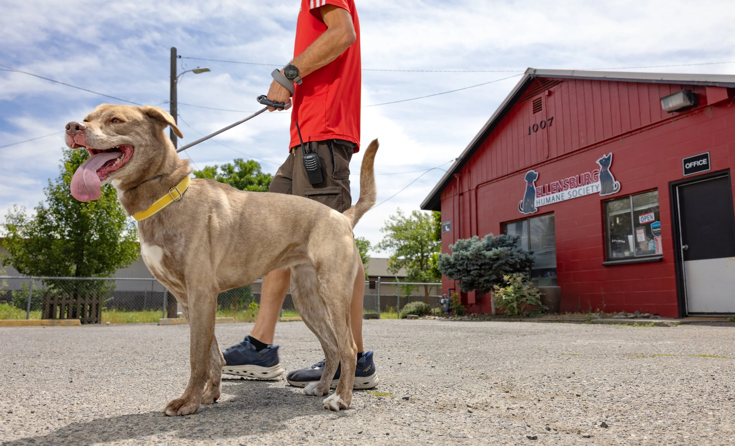 A person walking a large dog on a leash in front of a red building with the sign 'Ellensburg Humane Society' and an office window.