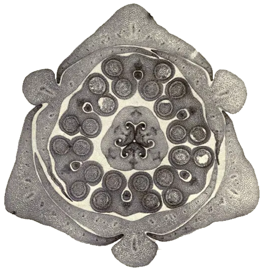 Stem of a lily, plant ally, circular cell, support network at a cellular level, microphotography