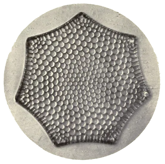 Diatom, end of life photography, legacy project, circular cell, support network at a cellular level, microphotography