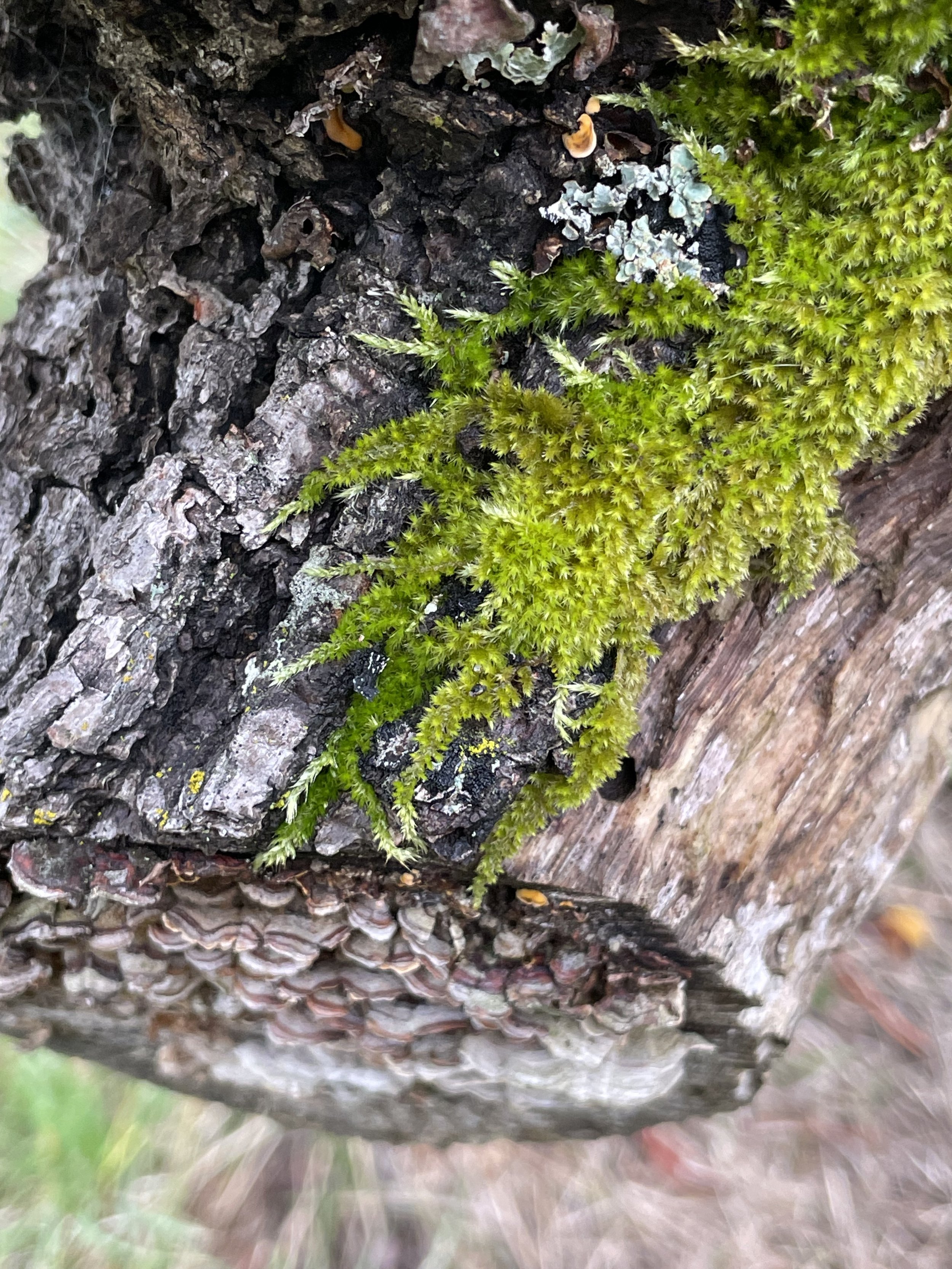 moss, log, mushrooms, holistic death midwifery, community, threshold support