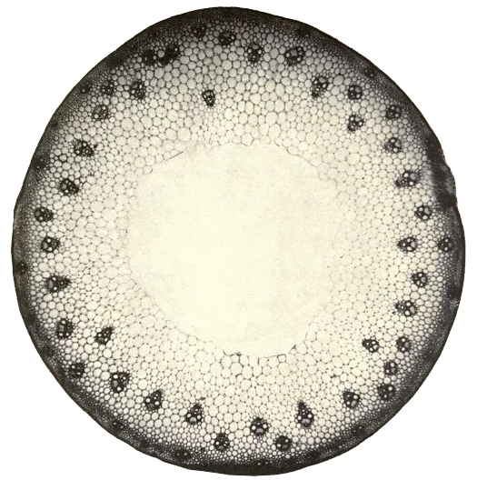 Diatom, end of life planning, circular cell, support network at a cellular level, microphotography