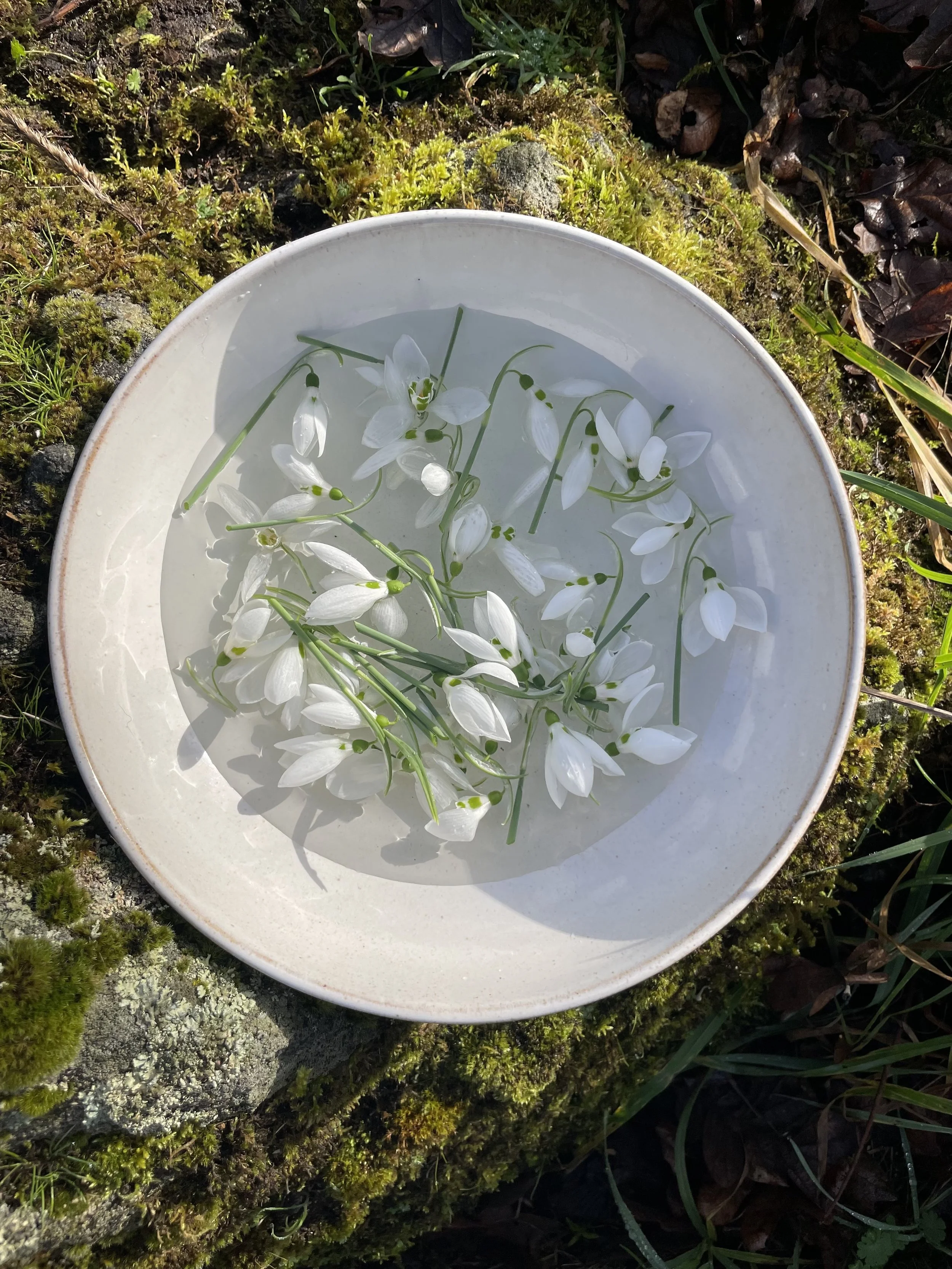 Bowl of snowdrop flower essence on a mossy rock. Ritual as soul work.