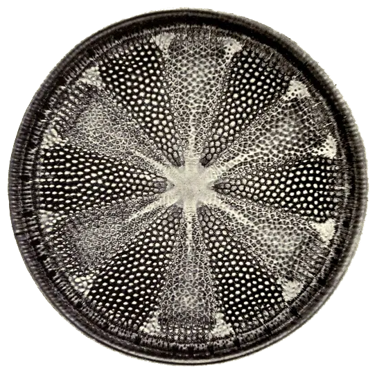 Diatom, grief support, circular cell, support network at a cellular level, microphotography
