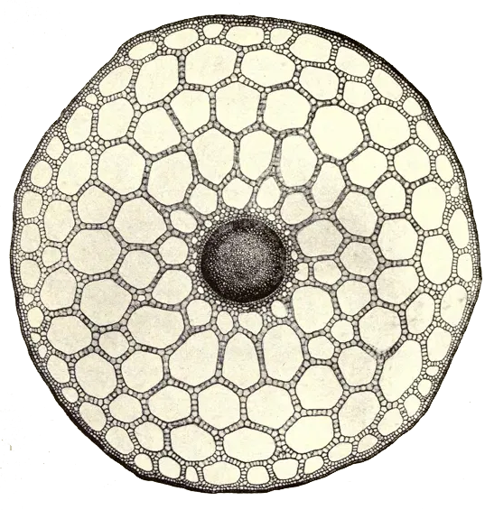 Diatom, funeral guide, circular cell, support network at a cellular level, microphotography
