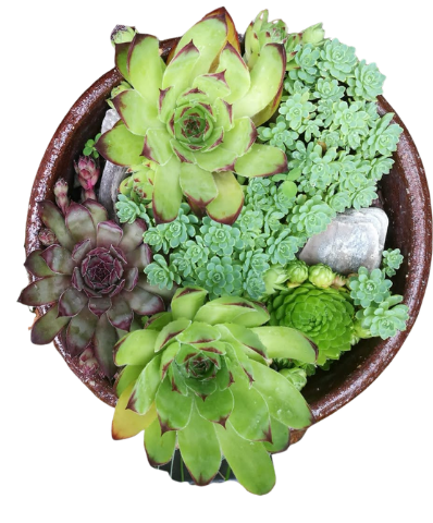 A top view of a round terracotta pot filled with various green succulents and small rocks.
