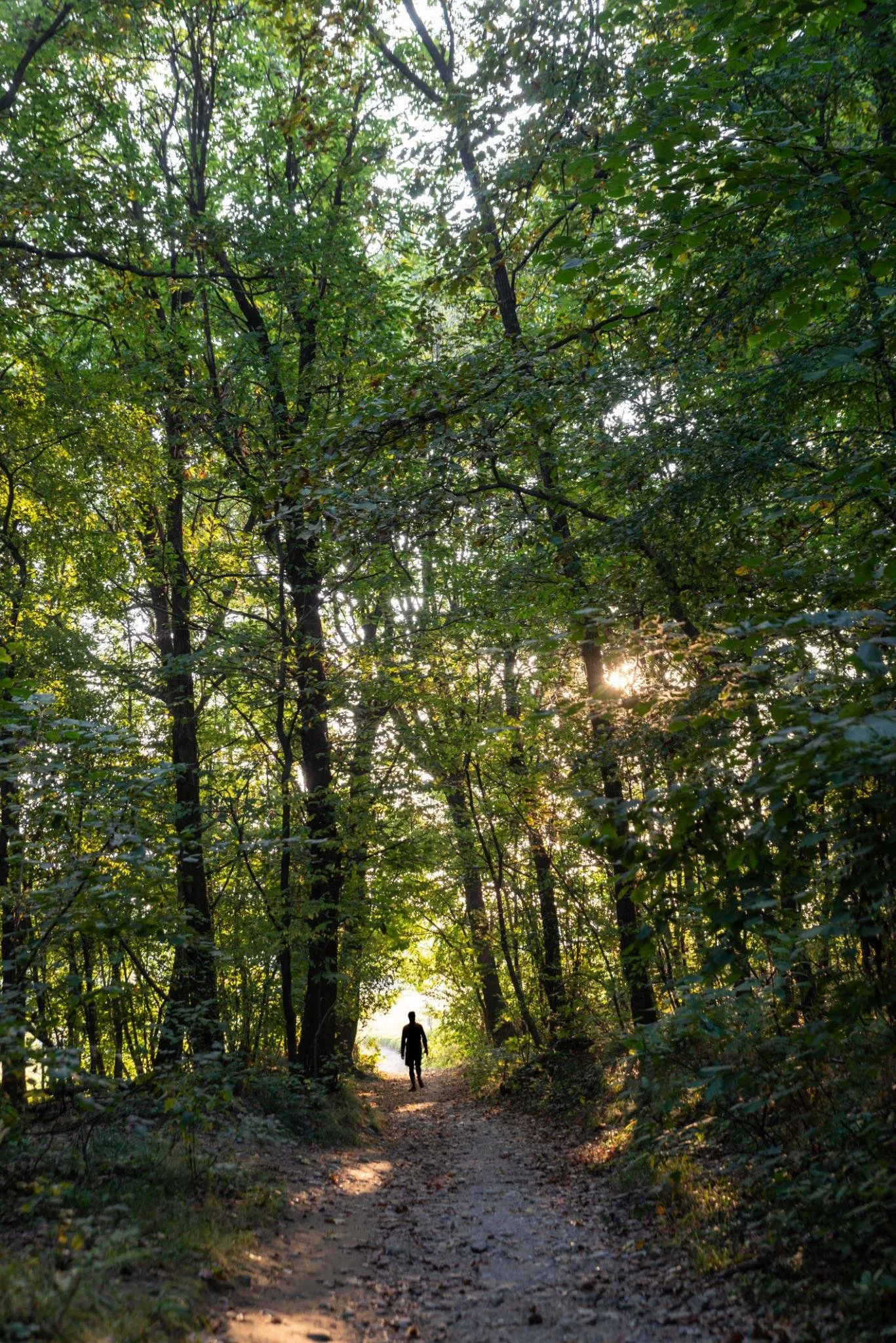 A person walking on a dirt trail through a dense forest with tall trees and leafy branches, sunlight filtering through the canopy.