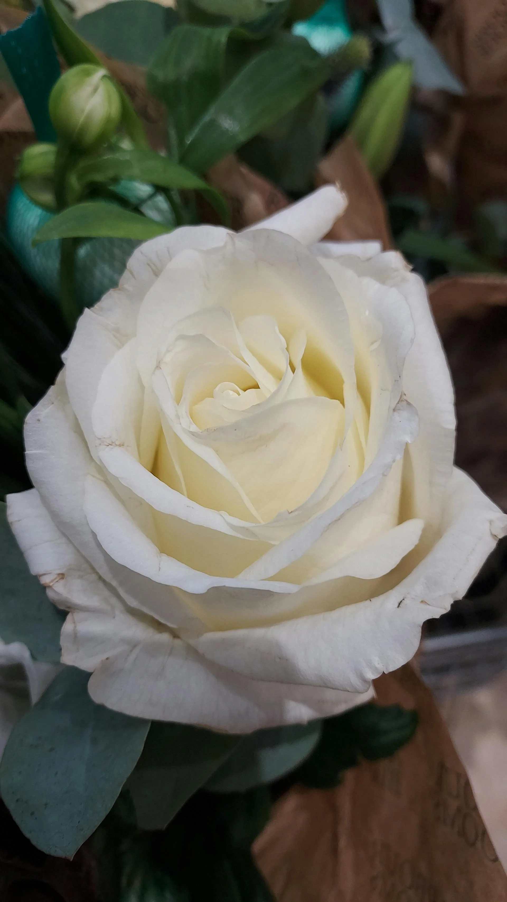 A close-up of a white rose in full bloom with green leaves and unopened buds nearby.