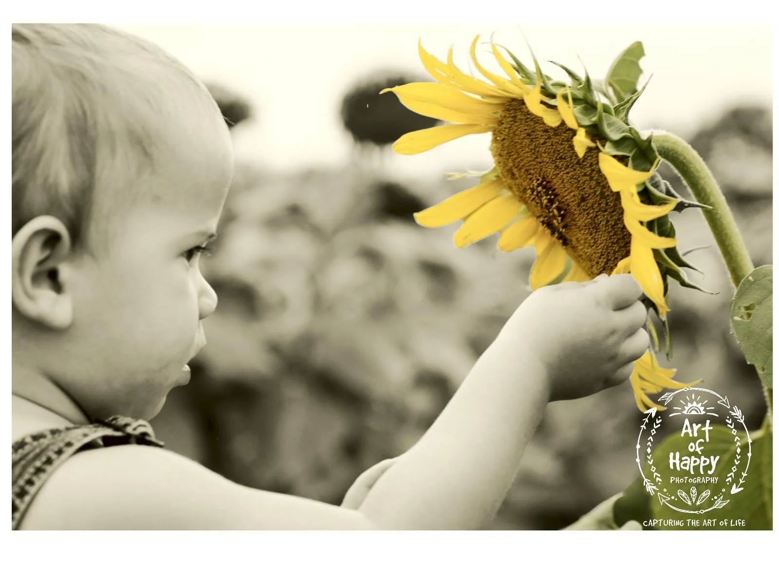 baby sunflower mini photoshoot Chattanooga TN, professional photographer 