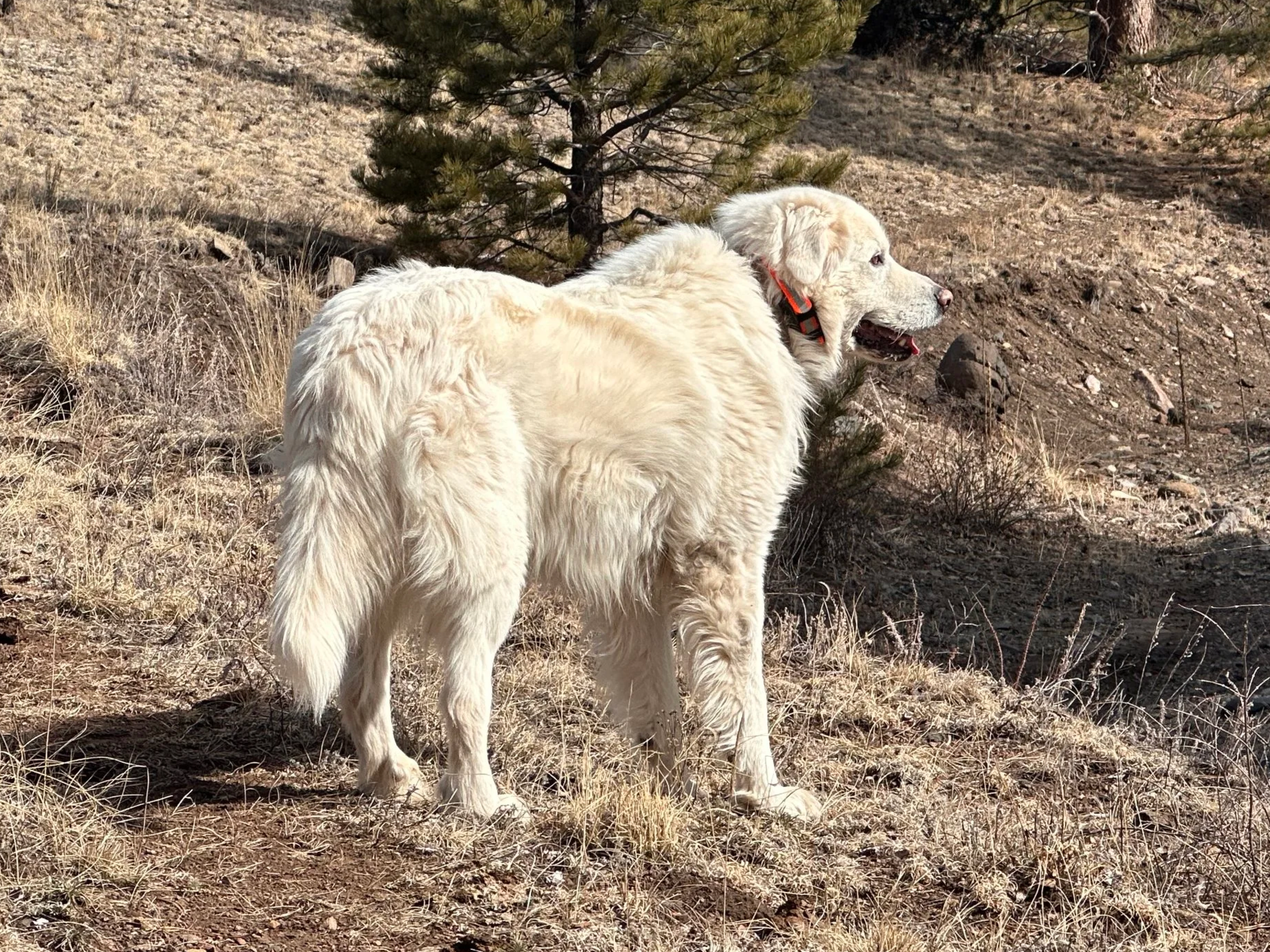 Golden retriever dog standing outdoors on a dry, grassy terrain with small pine trees in the background.