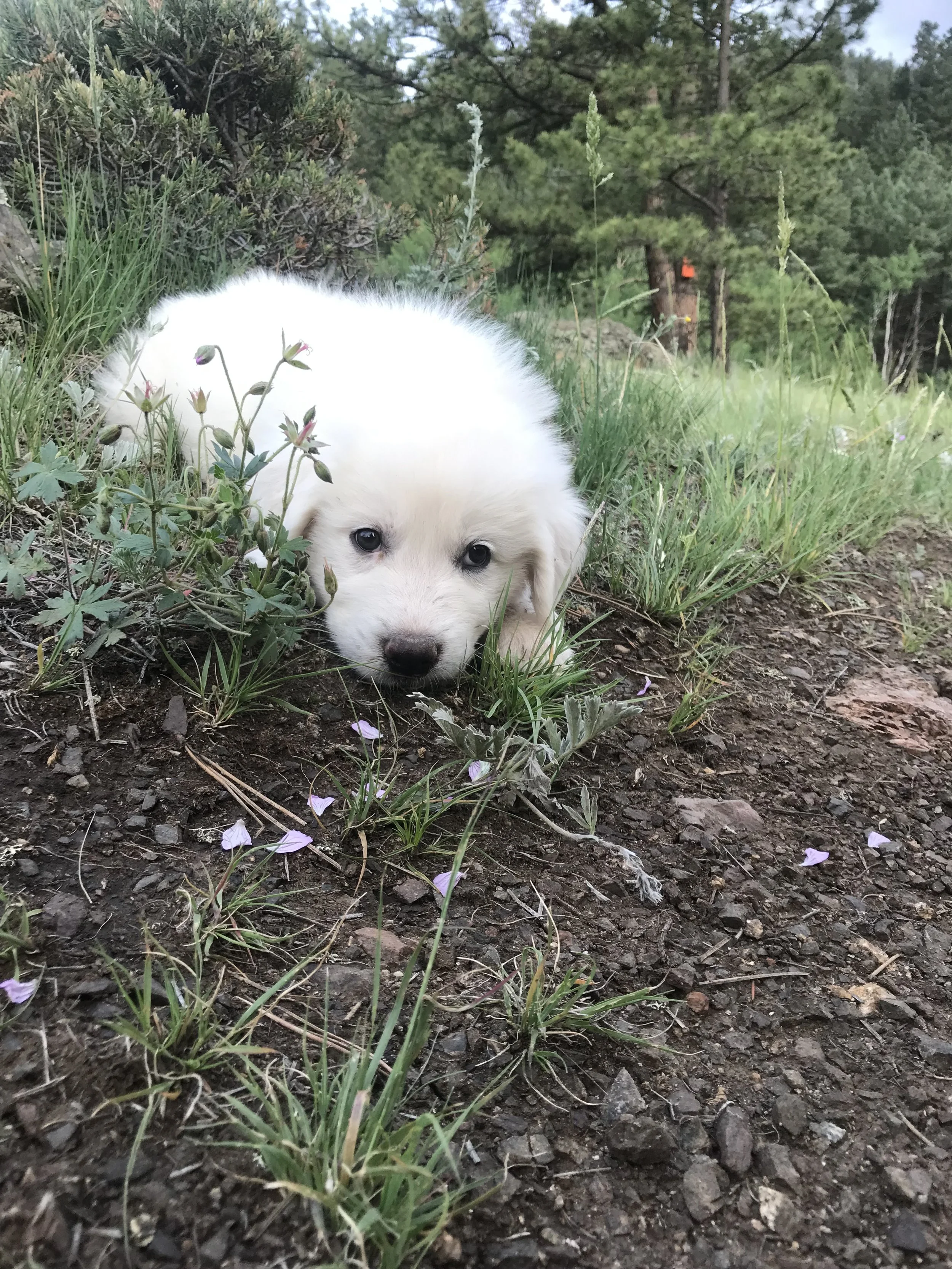 Raising a Livestock Guardian Dog Puppy: Essential Supplies and Training Tips