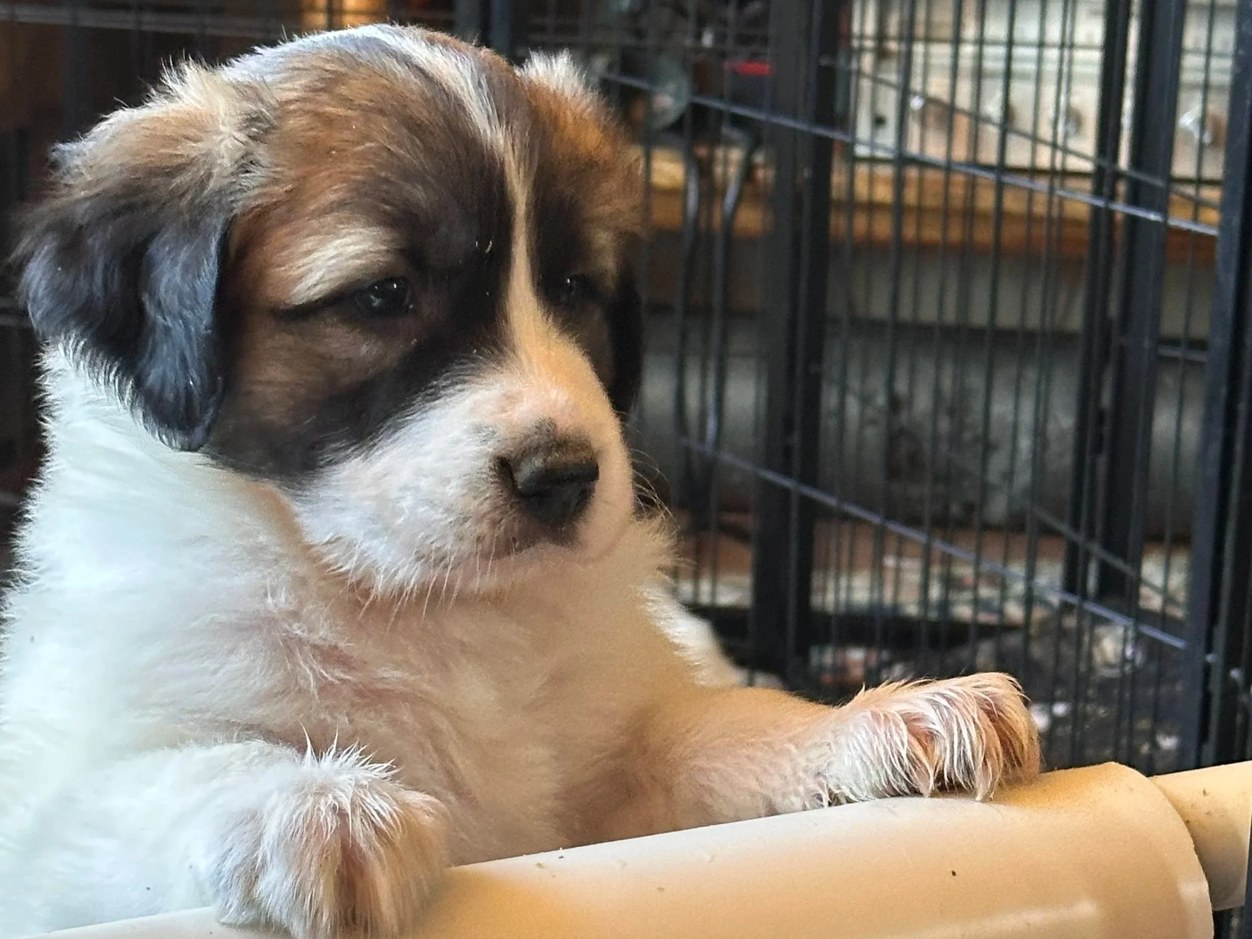 Spaying &amp; Neutering Your LGD