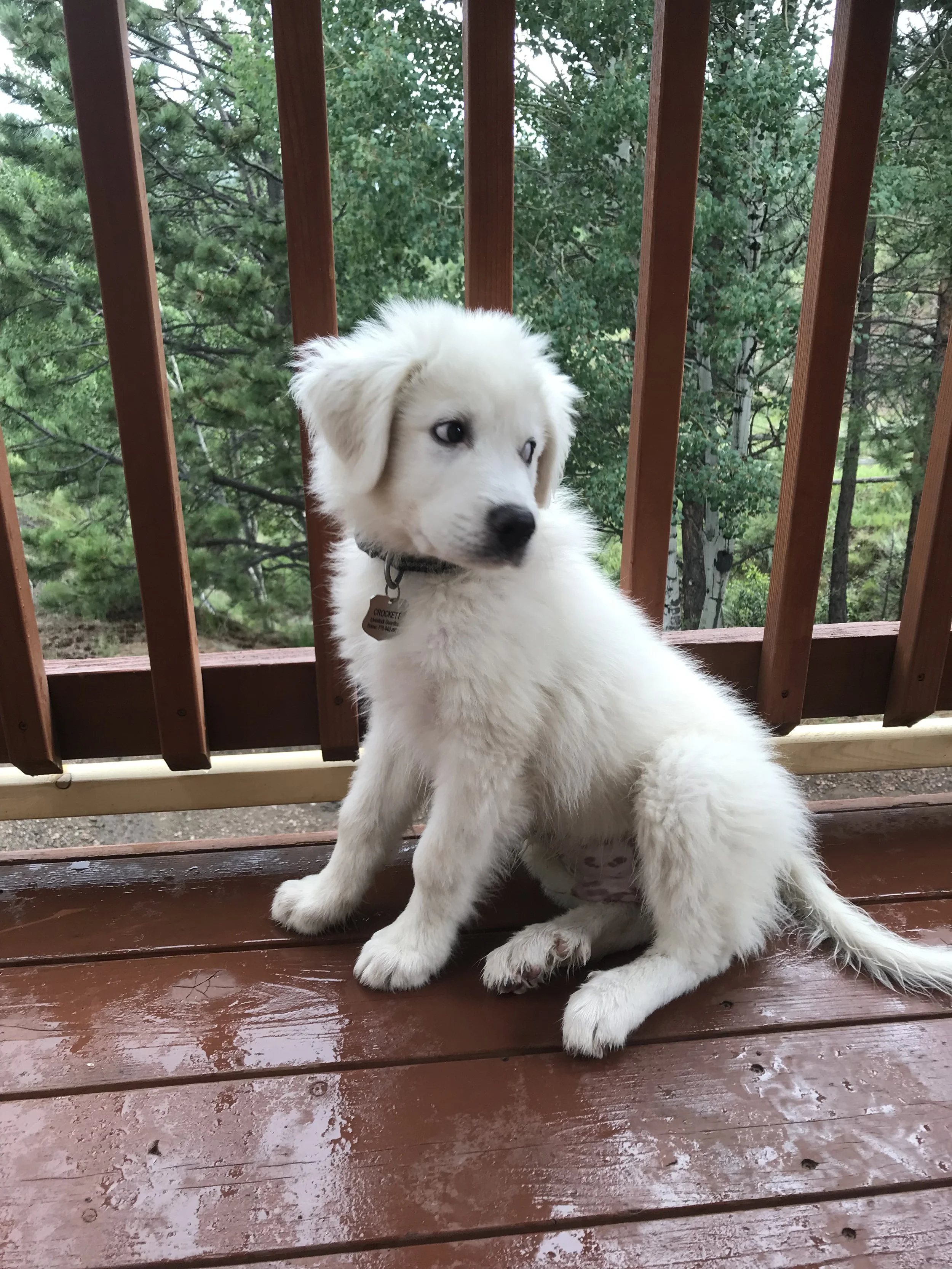 A white puppy sitting on a wooden porch with a railing, surrounded by green trees.